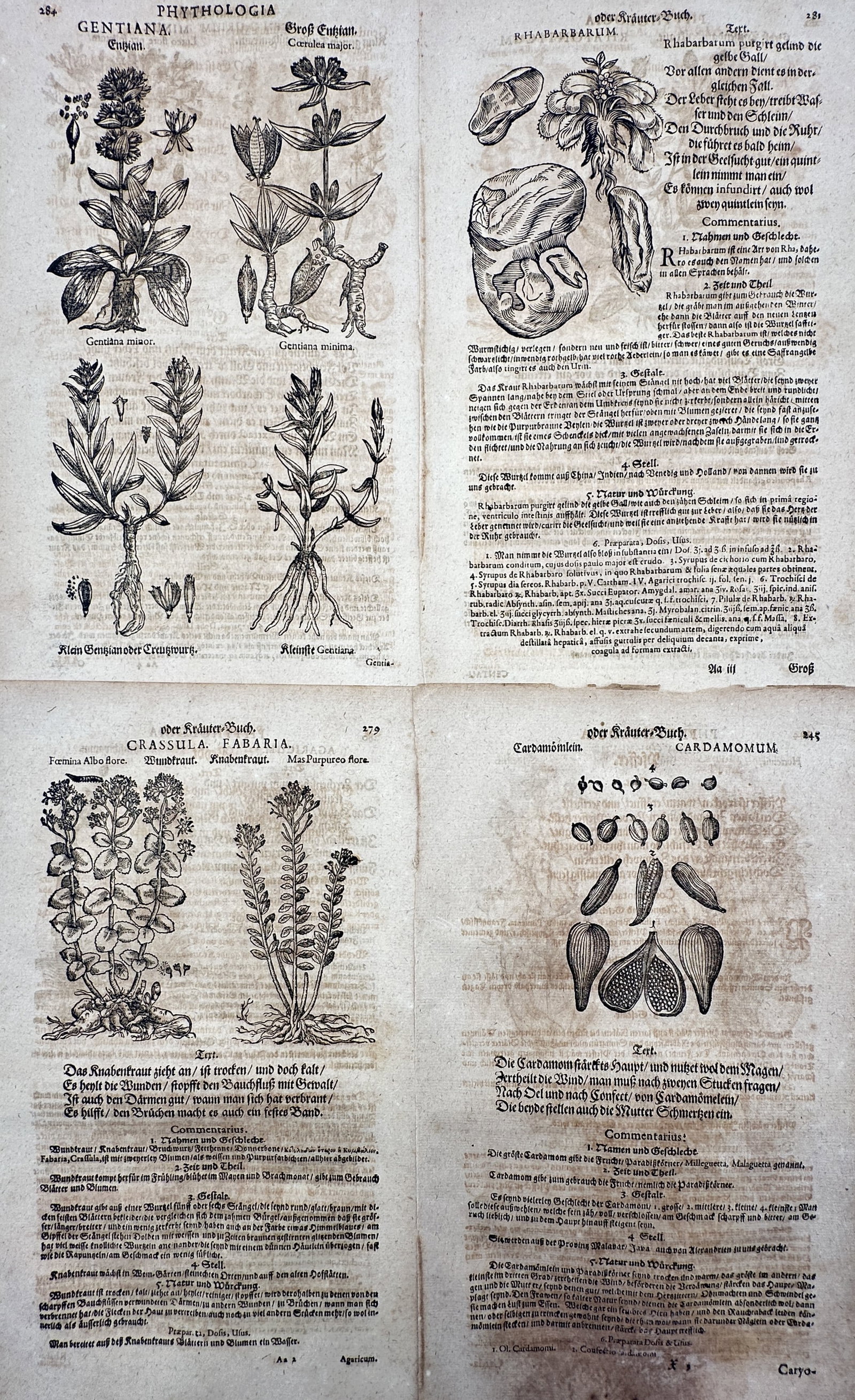 Pietro Andrea Mattioli (1501–1577) – Set of 4: Various Botanical Plants – Woodcut: This monumental botanical work features a highly detailed set of four herbal plates showcasing various species of plants, depicting complex anatomical details, leaf structures, root systems, and preci