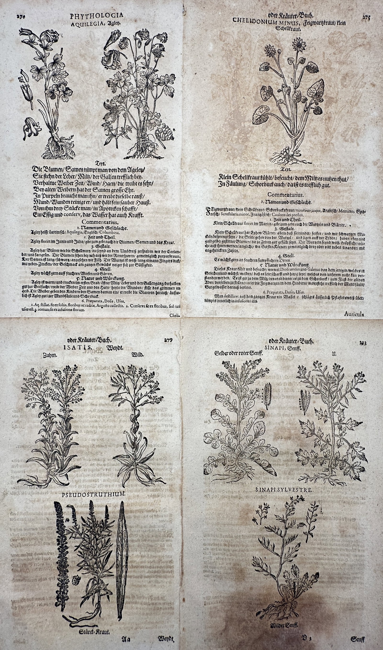 Pietro Andrea Mattioli (1501–1577) – Set of 4: Botanical Plants – Woodcut (16th–17th (1 of 2)