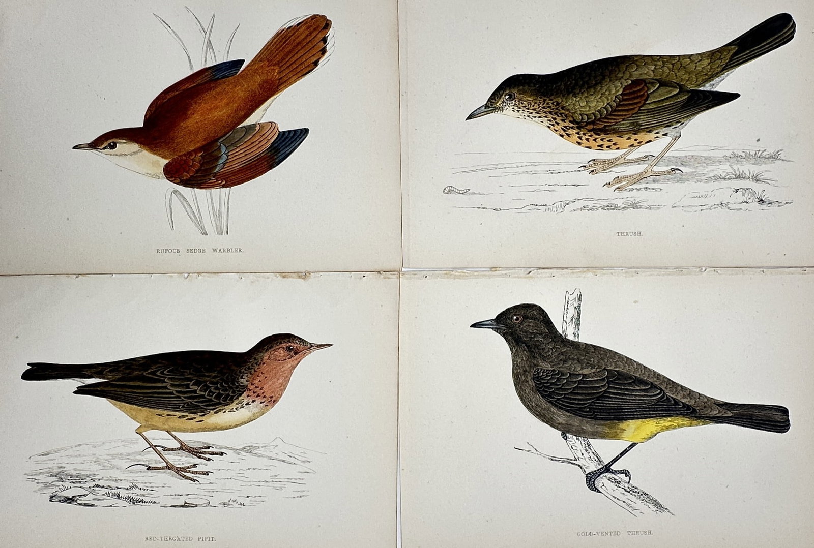 Francis Orpen Morris – Set of 4: Various British Birds (Songbirds & Flycatchers) (1 of 2)