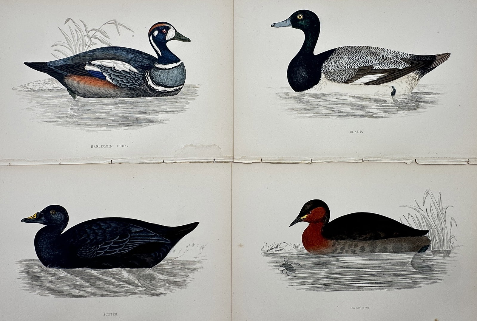 Francis Orpen Morris – Set of 4: Various British Waterfowl (Ducks & Waterbirds) (1 of 2)