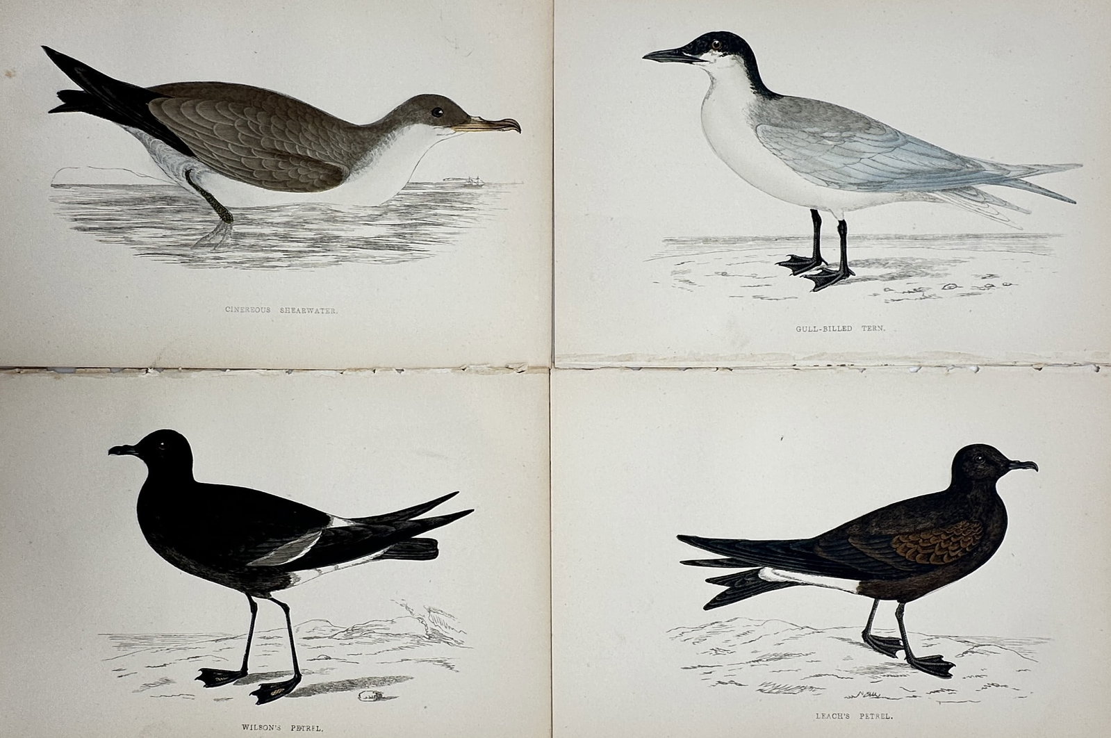Francis Orpen Morris – Set of 4: Various British Seabirds & Coastal Birds (Terns, Shearwaters): This monumental zoological work features a highly detailed set of four ornithological plates showcasing various species of British seabirds and coastal birds, depicting complex anatomical details, plu
