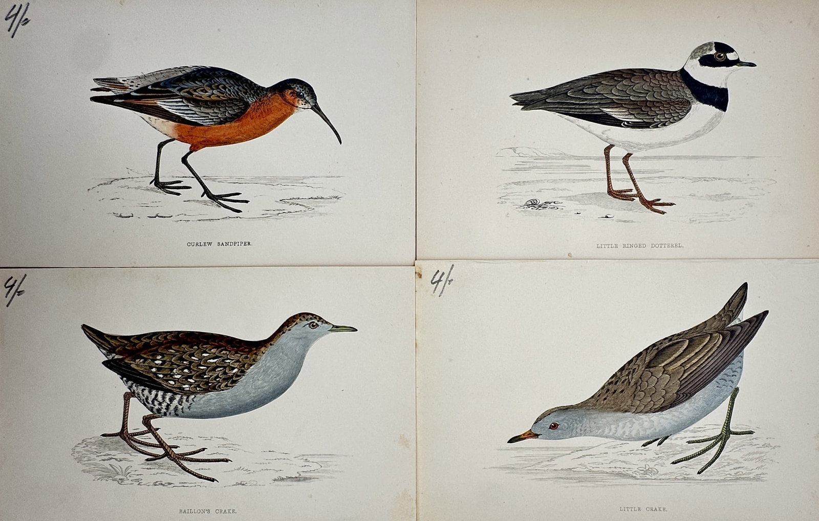 Francis Orpen Morris – Set of 4: Various British Wading Birds & Shorebirds (Plovers, Sandpipers) (1 of 2)