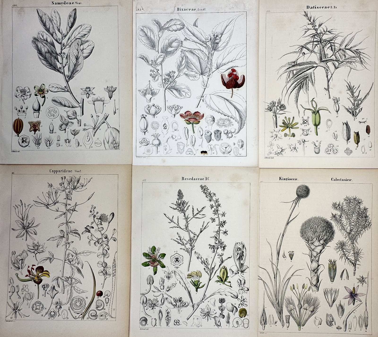 Adalbert Schnizlein (1814–1868) – Set of 6: Various Botanical Plant Families (1 of 2)