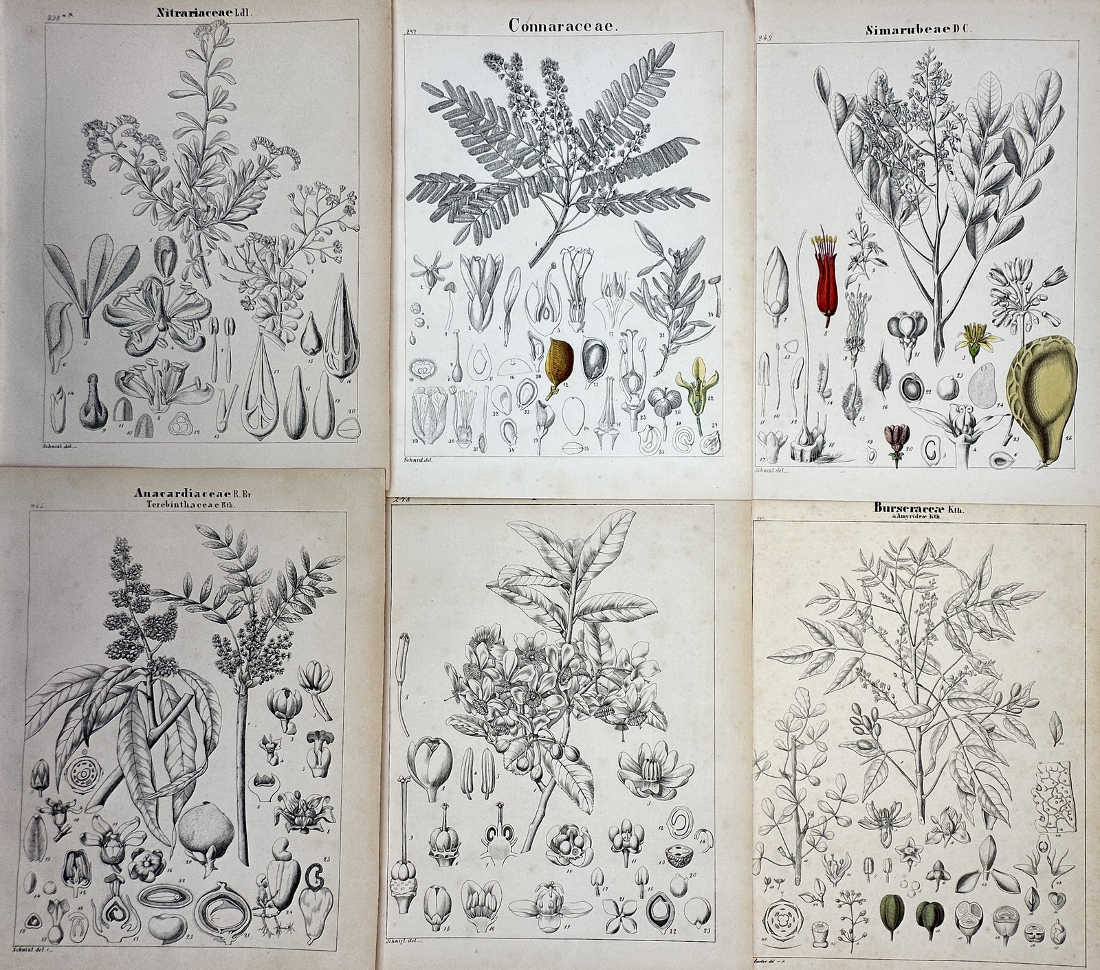 Adalbert Schnizlein (1814–1868) – Set of 6: Botanical Plant Families – Hand-colored Lithograph: This monumental botanical work features a highly detailed set of six botanical plates showcasing various families of plants, depicting complex anatomical details, floral dissections, seed structures, 