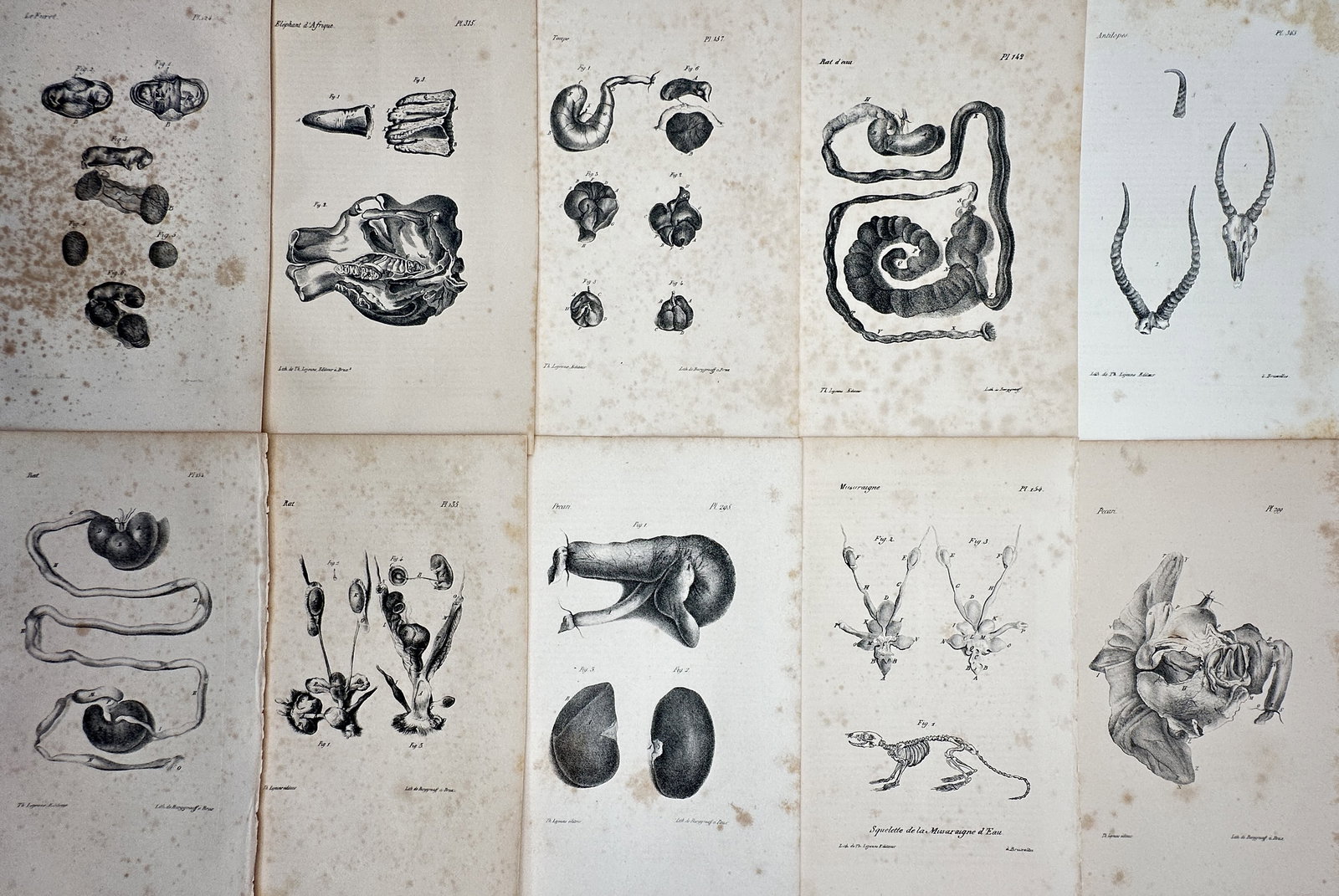 Théodore Lejeune – Set of 10: Comparative Animal Anatomy & Organs – Lithograph (c. 1828–1840) (1 of 2)