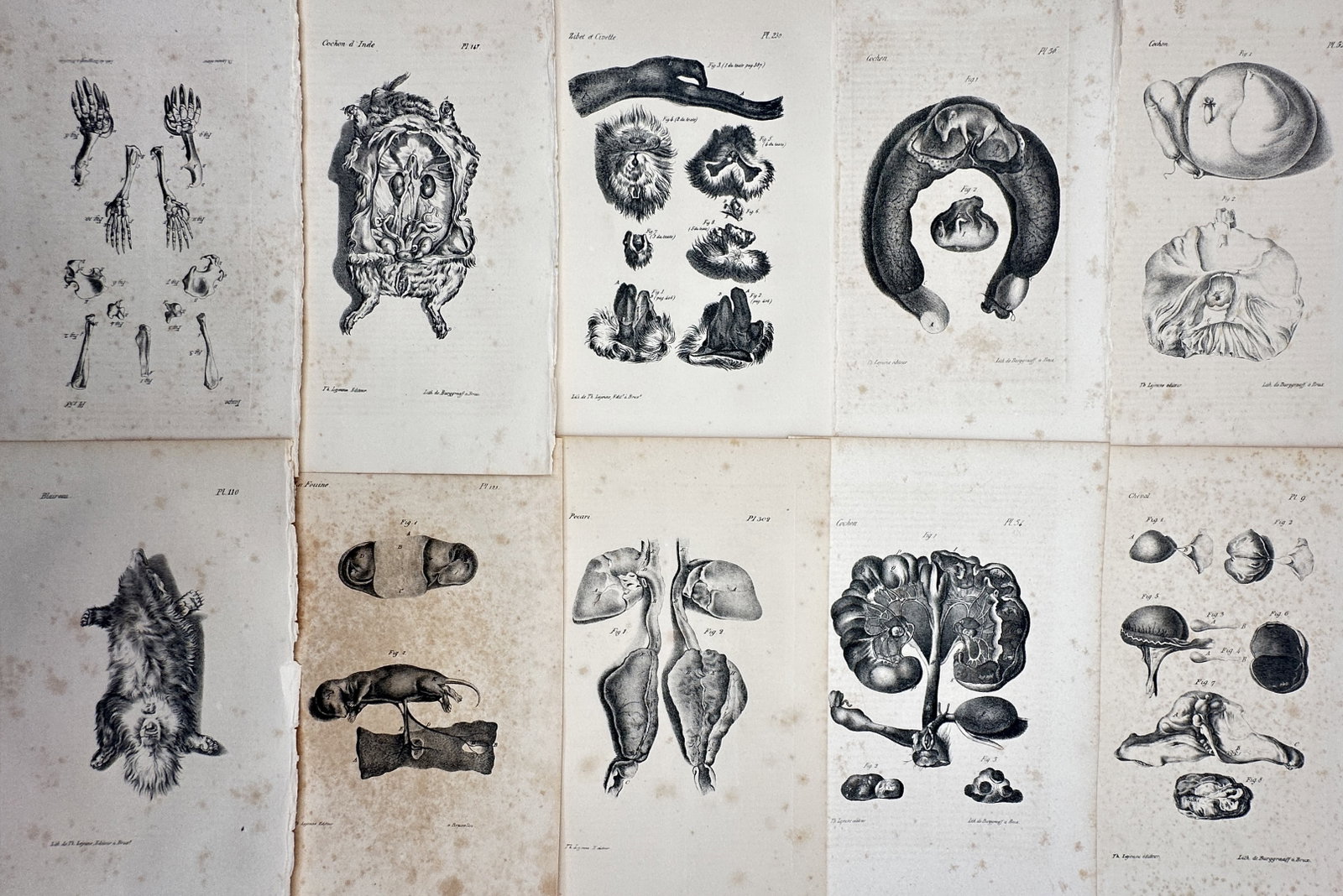 Théodore Lejeune – Set of 10: Comparative Mammalian Dissections & Embryology – Lithograph (1 of 2)