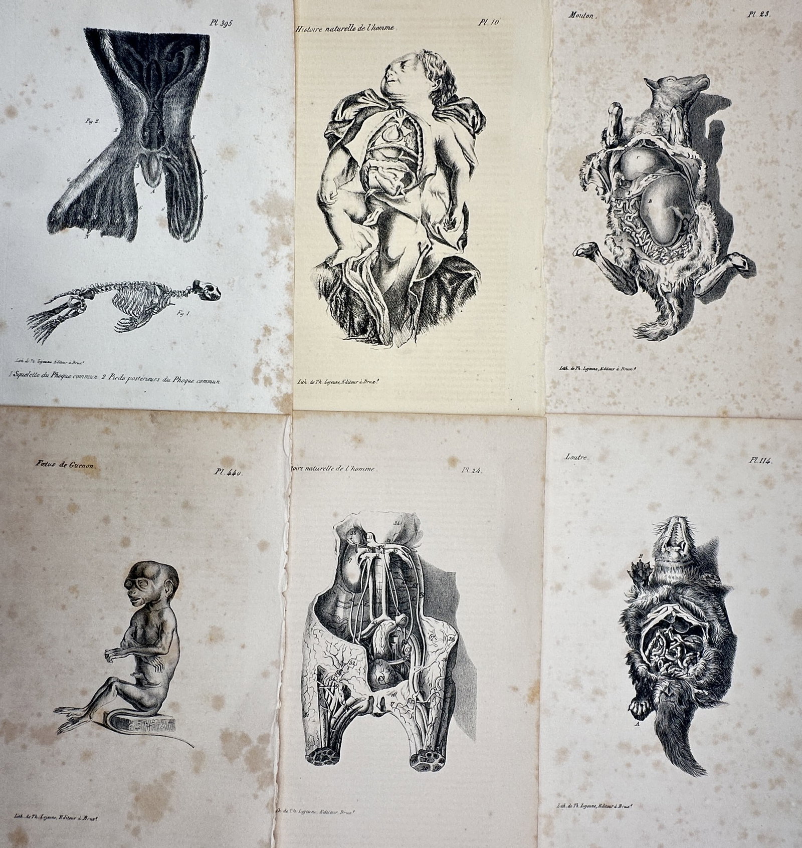 Théodore Lejeune – Set of 6: Human Fetuses & Mammalian Visceral Dissections – Lithograph (1 of 2)