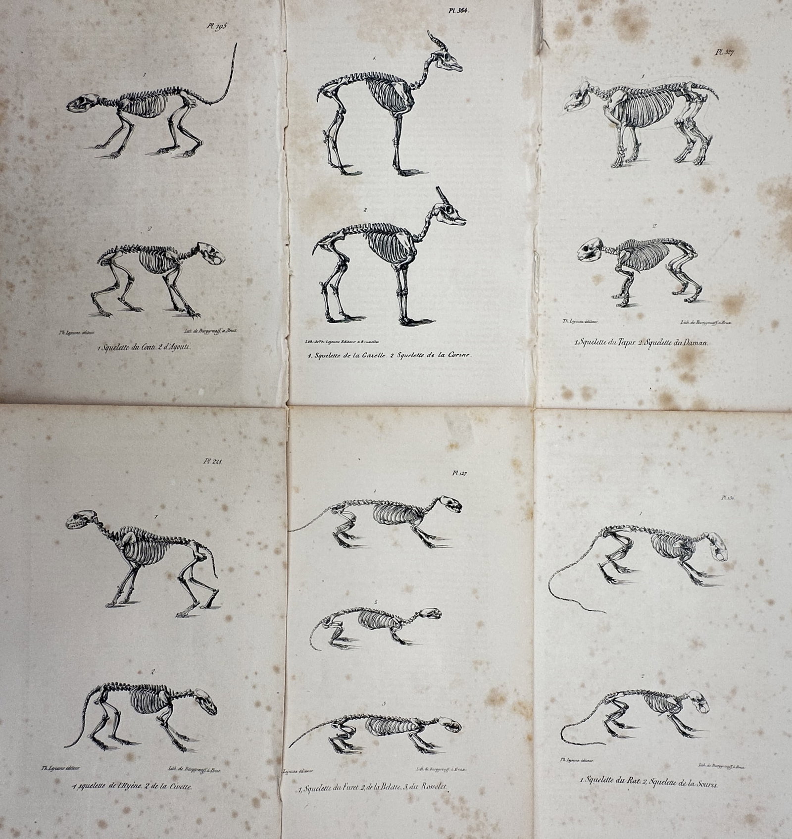 Théodore Lejeune – Set of 6: Comparative Osteology & Quadruped Skeletons – Lithograph (1 of 2)