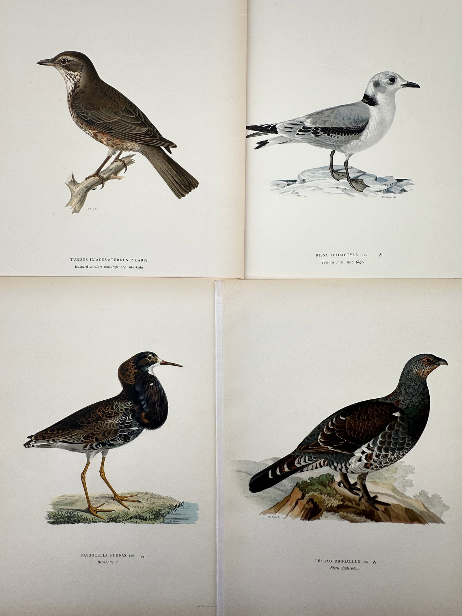Magnus von Wright – Set of 4: Various Scandinavian Birds (Gamebirds, Gulls & Thrushes) (1 of 2)