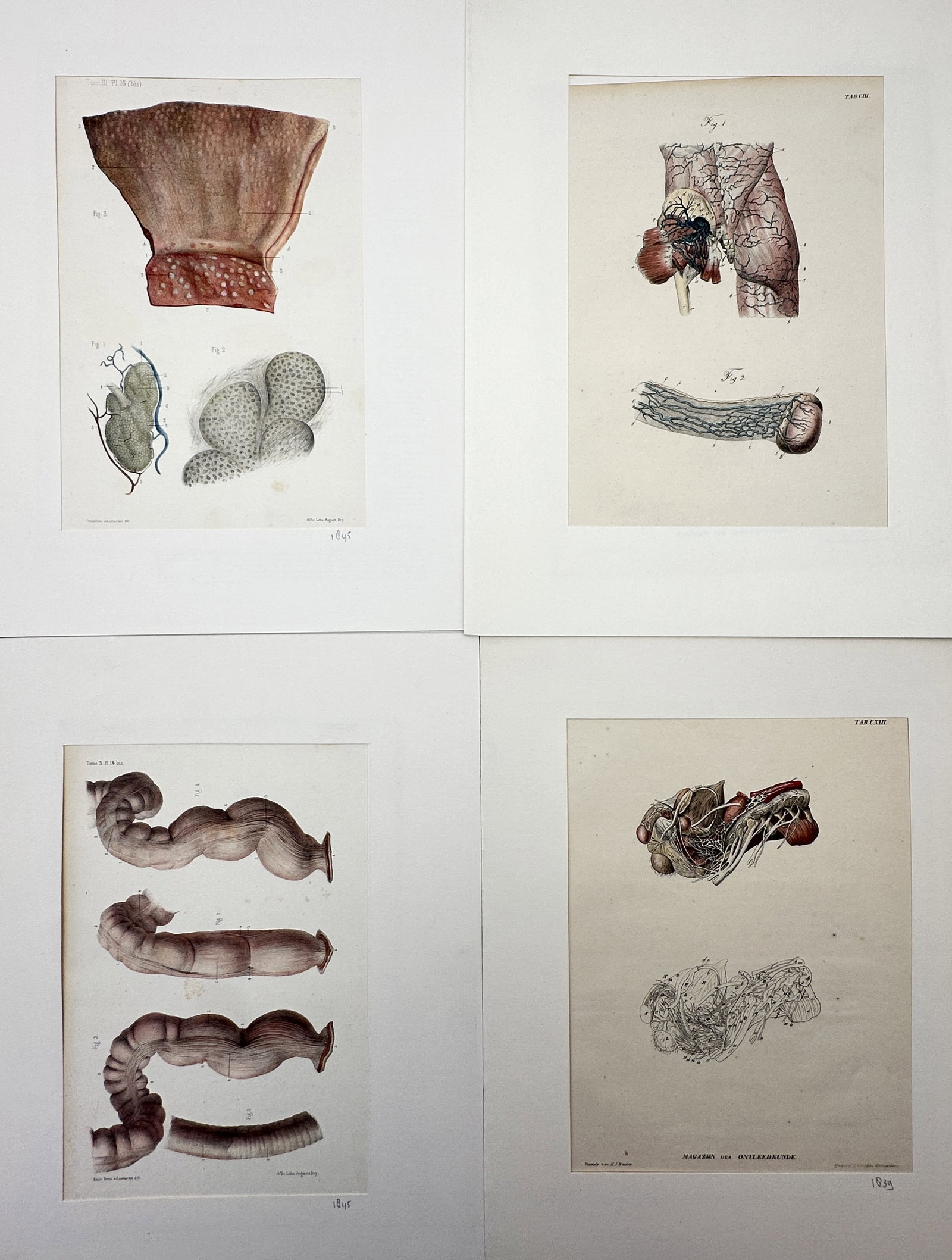 Jean-Marc Bourgery – Set of 4: Human & Comparative Visceral Anatomy – Hand-colored Lithograph (1 of 2)