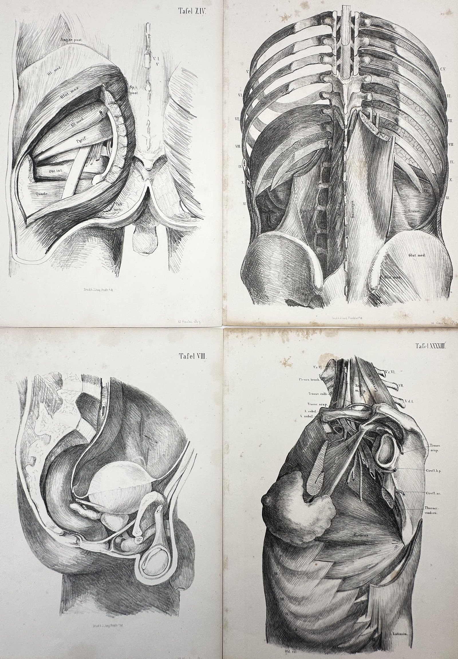 Dr. Carl Ernst Bock – Set of 4: Human Myology, Skeletal & Pelvic Dissections – Lithograph (1 of 2)