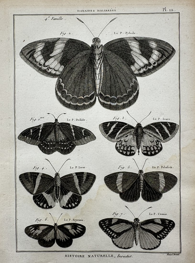 Robert Bénard (1734-1777) – View of Various Butterflies – Engraving (1768): "Histoire Naturelle, Insectes" This print features a scientific natural history study displaying seven distinct butterflies arranged symmetrically across the composition. The uppermost specimen is ren