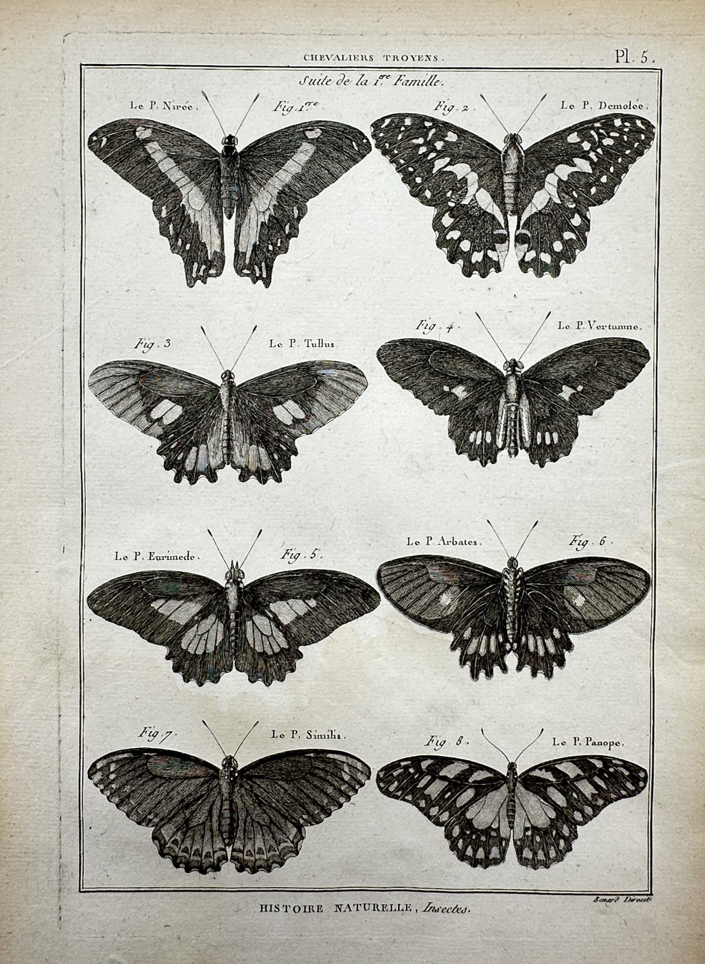Robert Bénard (1734-1777) – View of Various Butterflies – Engraving (1768) (1 of 2)