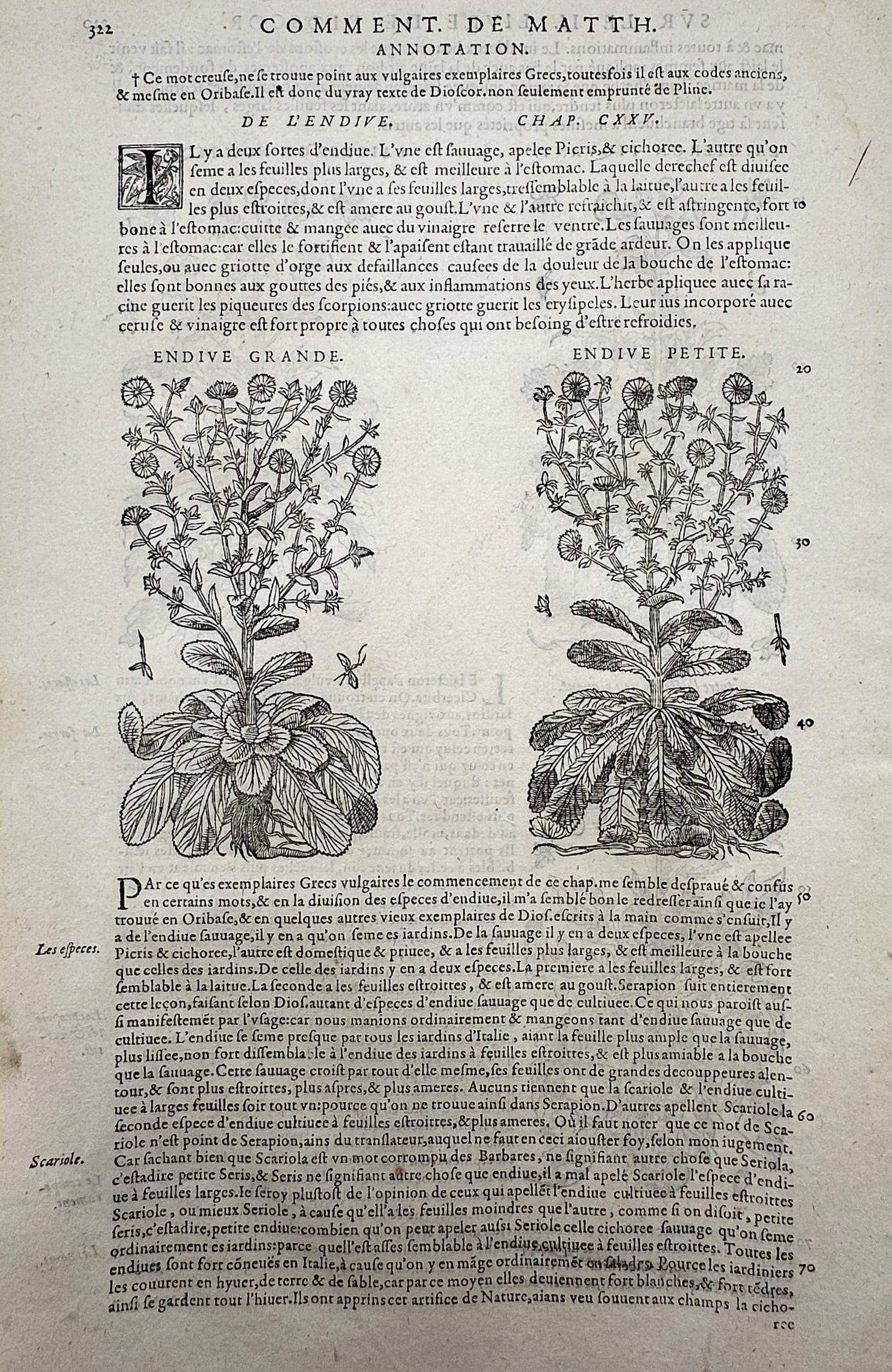 Pietro Andrea Mattioli (1501-1577) – View of Endive Plants – Woodcut (1572): "De l'Endive" This print features a botanical illustration displaying two distinct varieties of endive plants arranged side by side on a single page. The composition illustrates the plants showing the