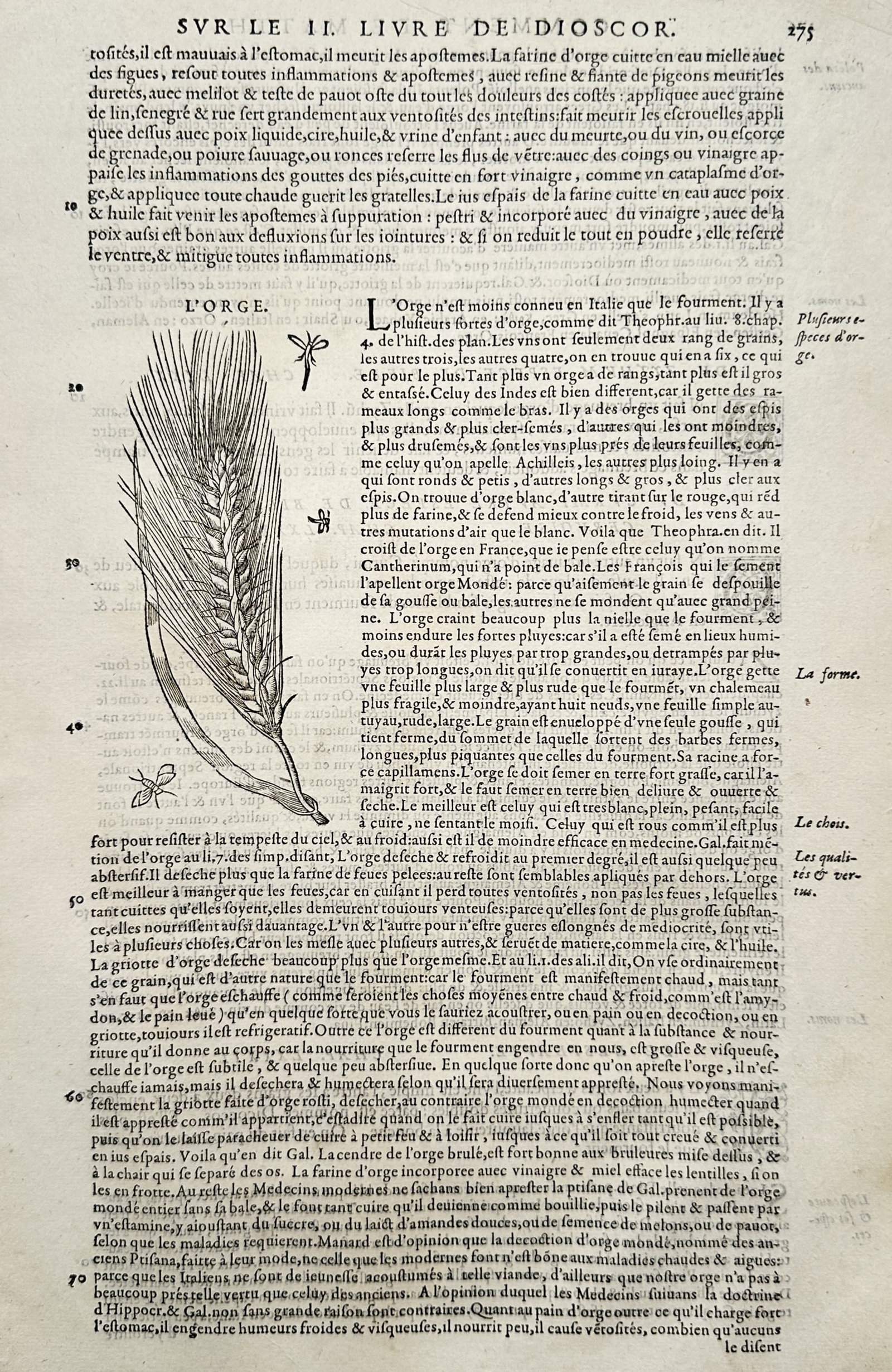 Pietro Andrea Mattioli (1501-1577) – View of a Barley Plant – Woodcut (1572): "L'Orge" This print features a botanical illustration displaying a detailed stalk of barley on a single page. The composition illustrates the cereal plant showing its tightly arranged grains and long 