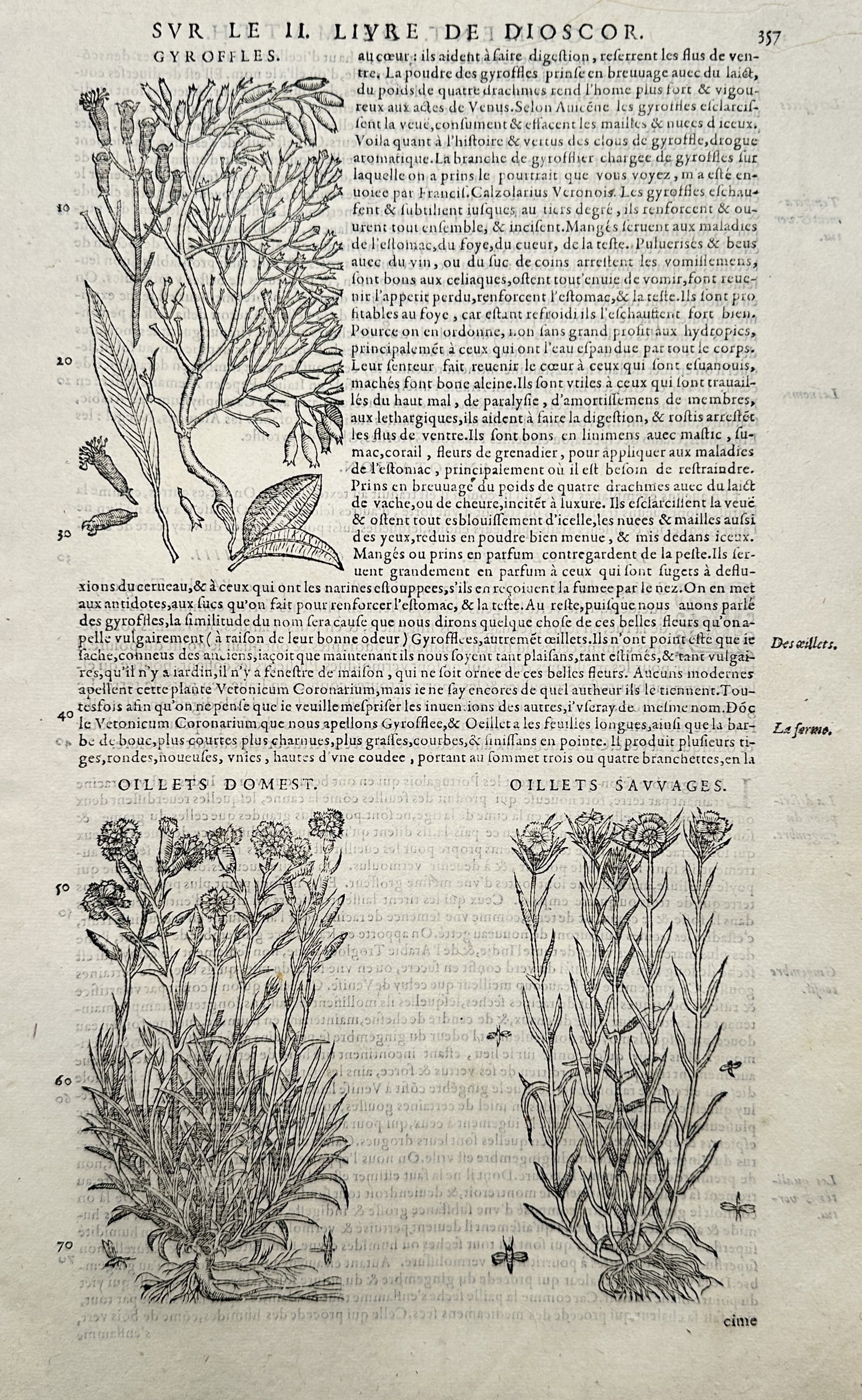 Pietro Andrea Mattioli (1501-1577) – View of Cloves and Carnation Plants – Woodcut (1572) (1 of 2)