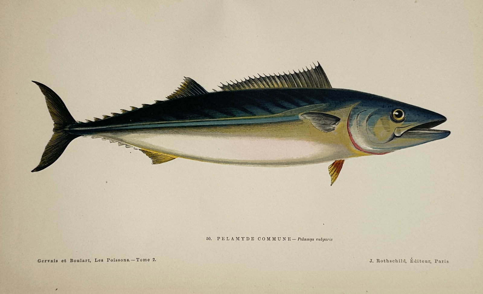 Jules Rothschild – View of an Atlantic Bonito – Chromolithograph (1876): "Pelamyde Commune" This print features a scientific ichthyological study displaying a single fish, an Atlantic bonito, oriented horizontally against a plain cream background. The composition illustrat