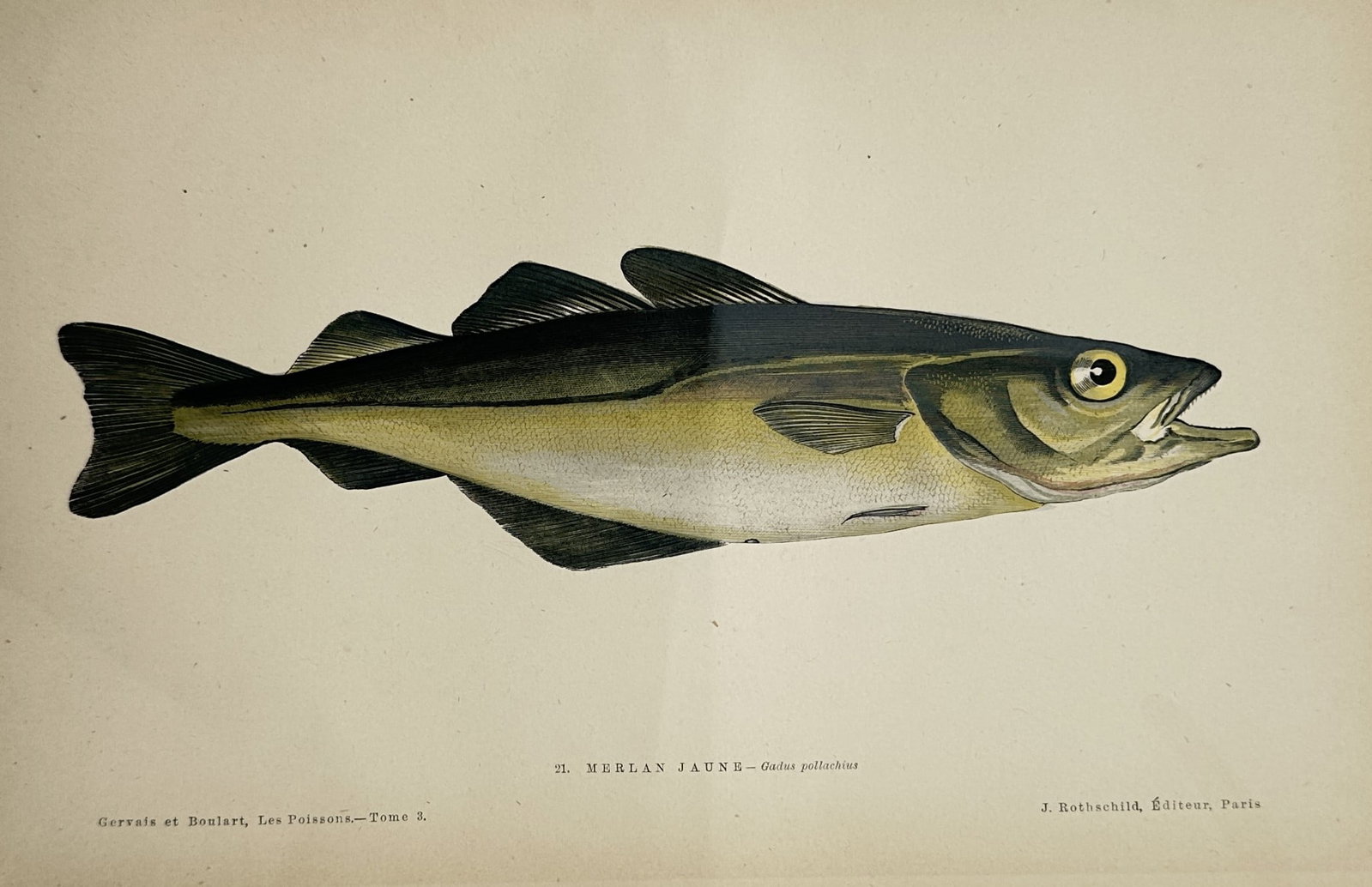 Jules Rothschild – View of a Pollack – Chromolithograph (1876): "Merlan Jaune" This print features a scientific ichthyological study displaying a single fish, a pollack, oriented horizontally against a plain cream background. The composition illustrates the anatom