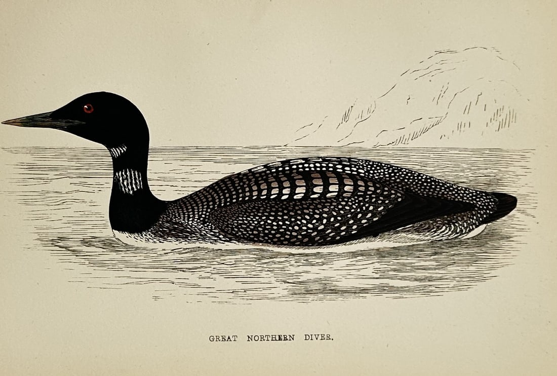 Francis Orpen Morris (1810-1893) – View of a Great Northern Diver – Wood Engraving (1853) (1 of 2)