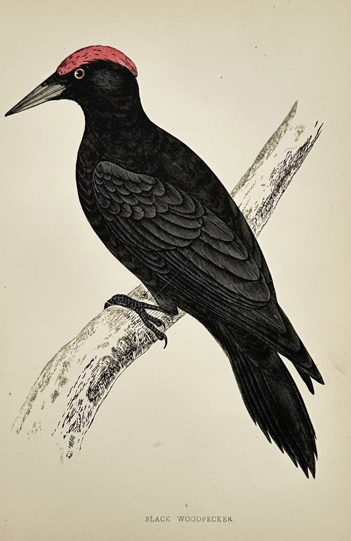 Francis Orpen Morris (1810-1893) – View of a Black Woodpecker – Wood Engraving (1853) (1 of 2)