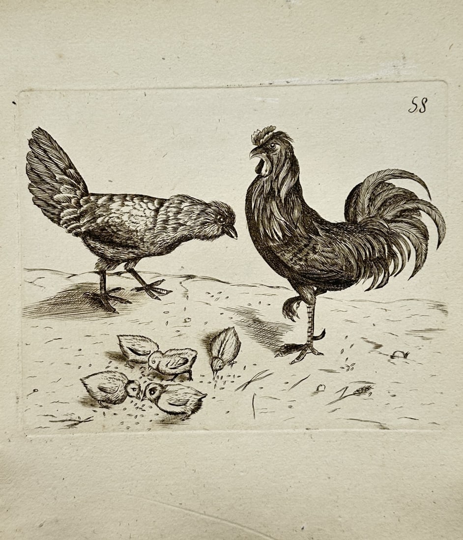 Francis Willughby (1635-1672) – View of a Rooster, Hen, and Chicks – Engraving (1678) (1 of 2)