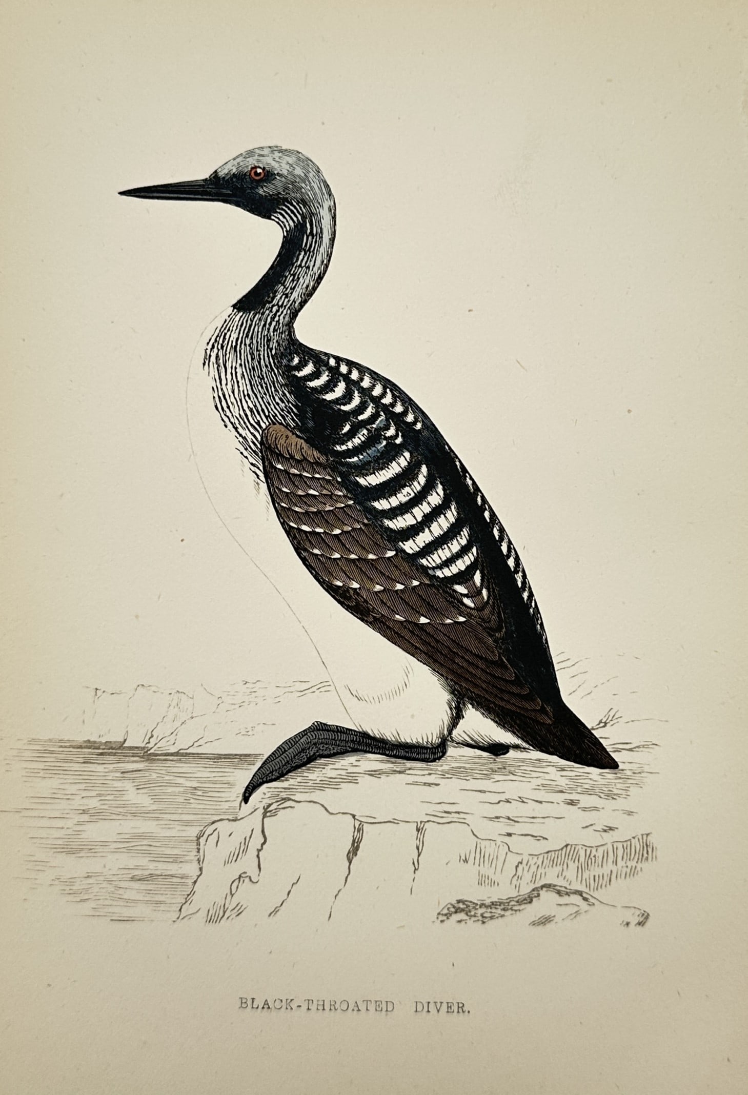 Francis Orpen Morris (1810-1893) – View of a Black-Throated Diver – Wood Engraving (1853) (1 of 2)