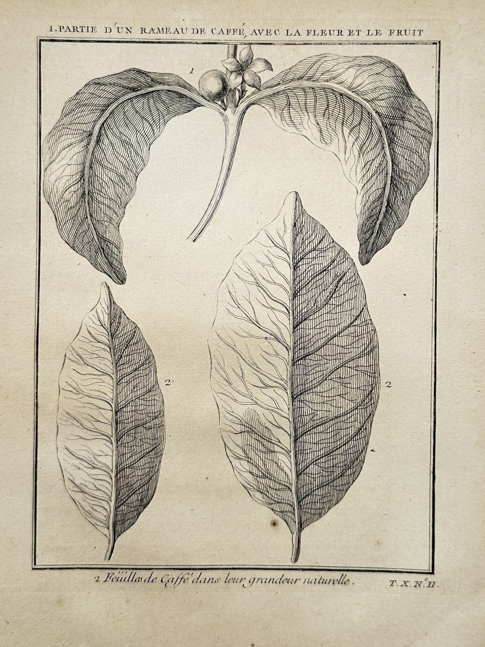 Antoine François Prévost d'Exiles (1697-1763) – View of a Coffee Branch and Leaves – Engraving: "Partie d'un Rameau de Caffé, avec la Fleur et le Fruit" This print features a botanical study displaying components of a coffee plant arranged across a single page. The upper composition illustrates