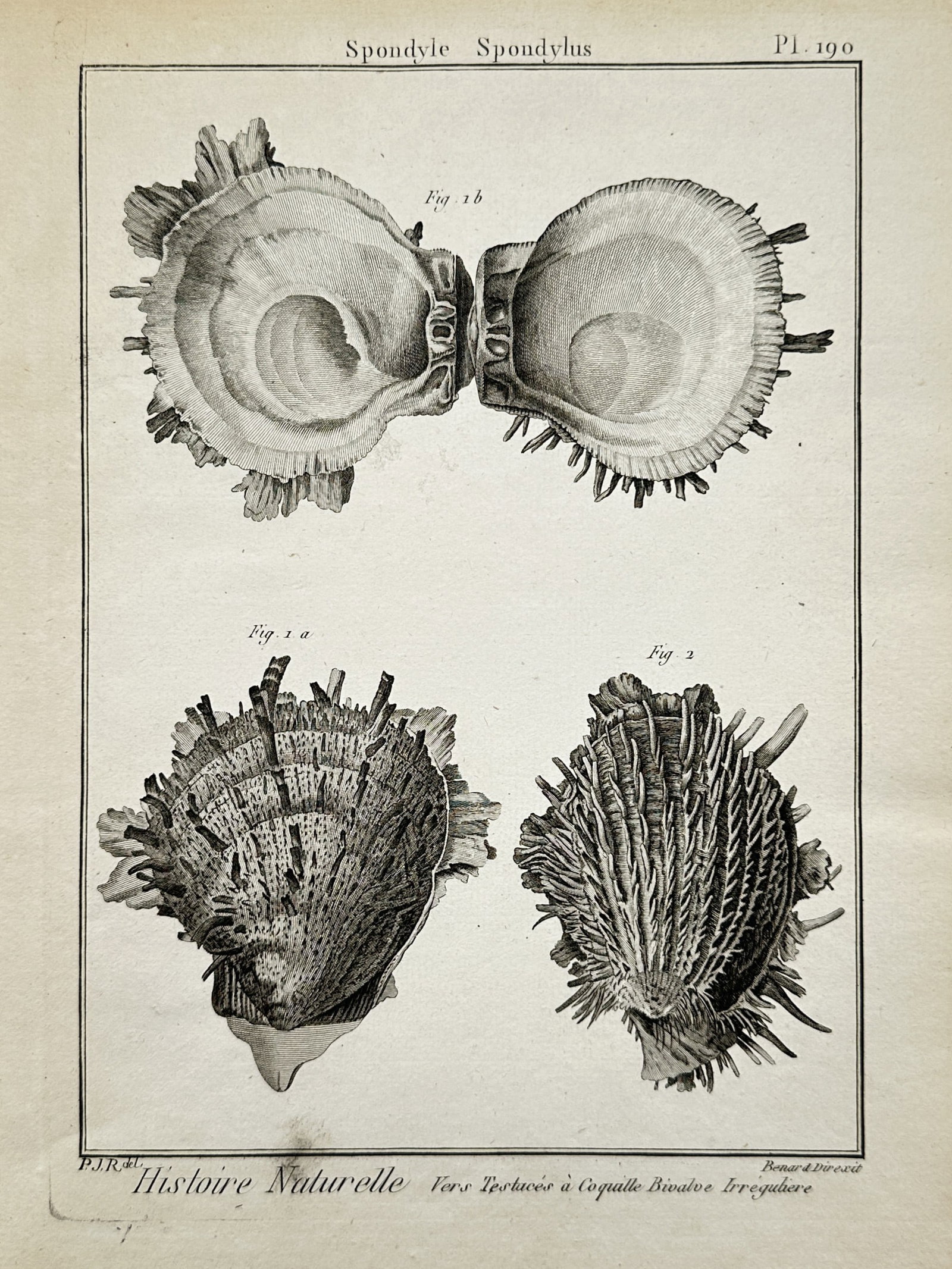 Robert Bénard (1734–1777) – View of Thorny Oyster Shells – Engraving (1768) (1 of 2)
