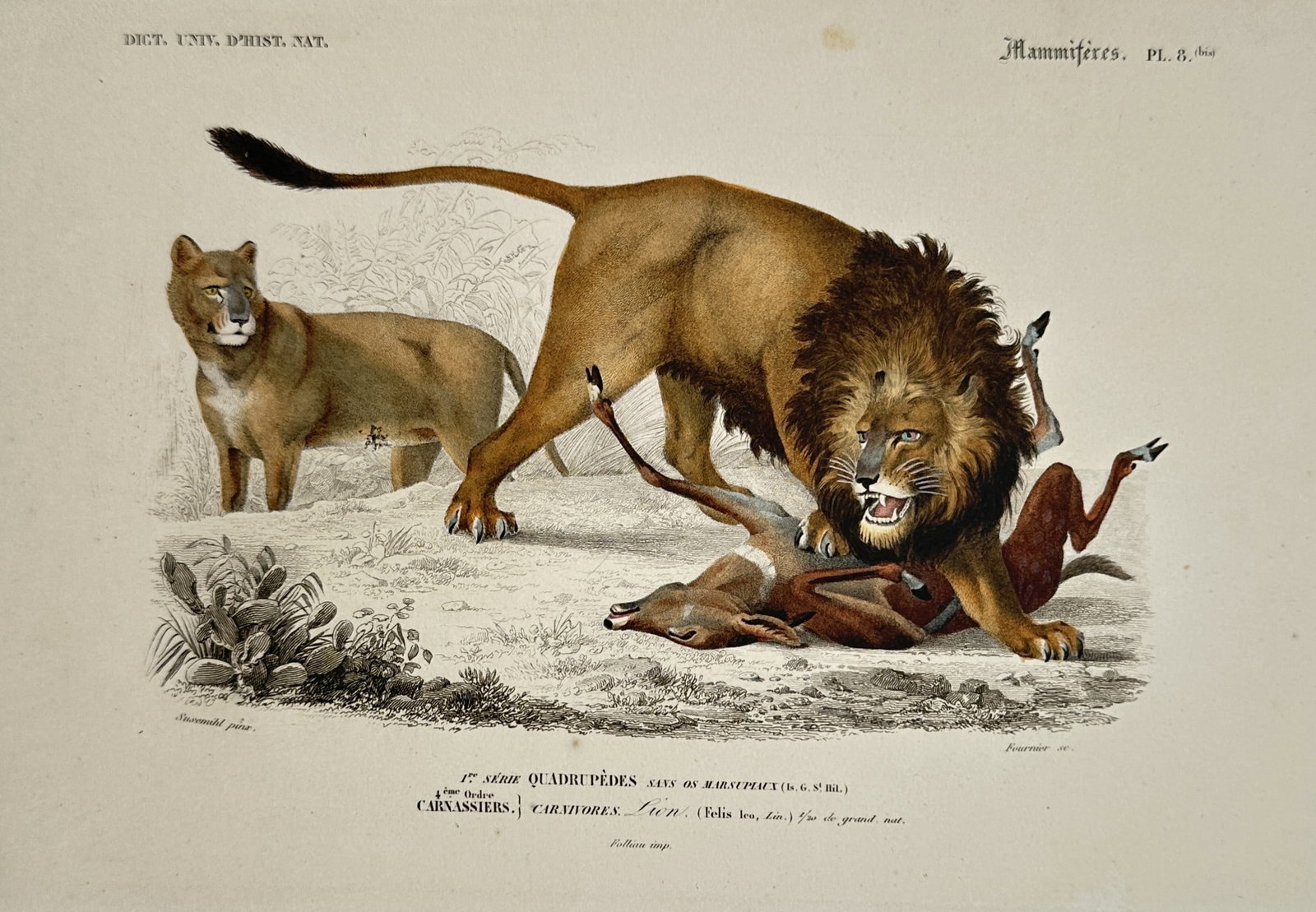 Charles d'Orbigny (1806–1876) – View of Lions with Prey – Hand-coloured Engraving (circa (1 of 2)