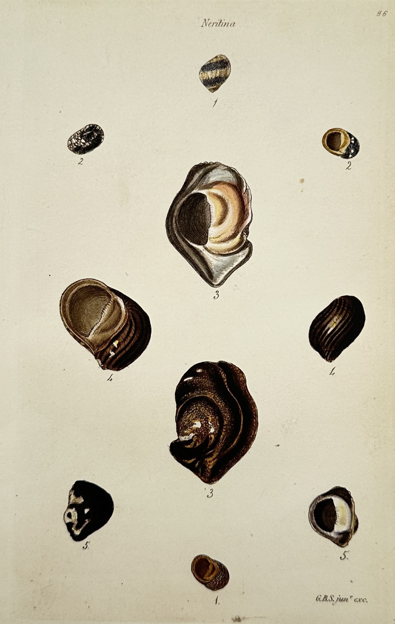 George Brettingham Sowerby (1788–1854) – View of Neritina Shells – Hand-coloured Engraving: "Neritina" This print features a conchological study displaying multiple detailed views of colorful nerite snail shells, showcasing various specimens with distinct spiral bands, spotted patterns, and 