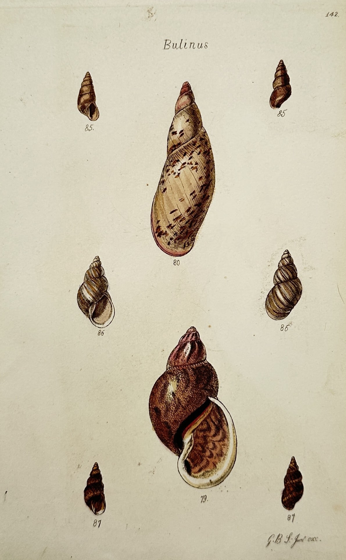 George Brettingham Sowerby (1788–1854) – View of Bulinus Shells – Hand-coloured Engraving (1 of 2)