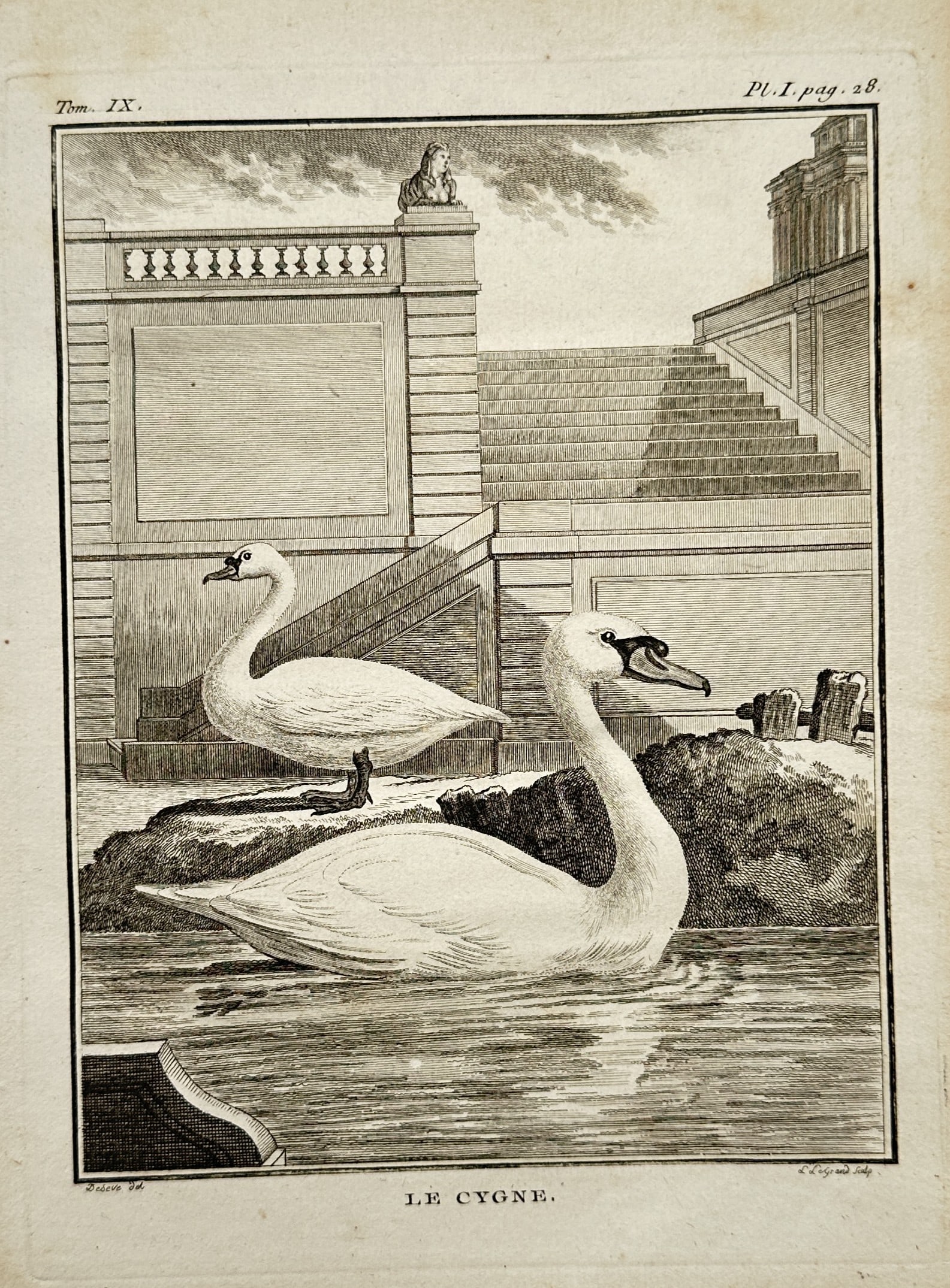 Georges-Louis Leclerc, Comte de Buffon (1707–1788) – View of Swans – Engraving (circa 1800) (1 of 2)