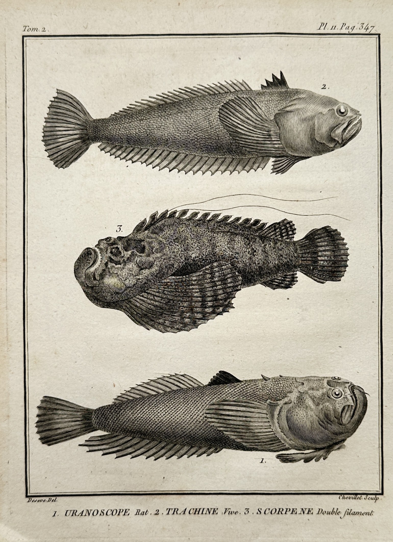 Georges-Louis Leclerc, Comte de Buffon (1707–1788) – View of Marine Fish Species – Engraving: "Uranoscope, Trachine, Scorpe'ne" This print features an ichthyological study displaying multiple detailed views of distinct marine fish varieties, including specimens with complex fin arrangements, t