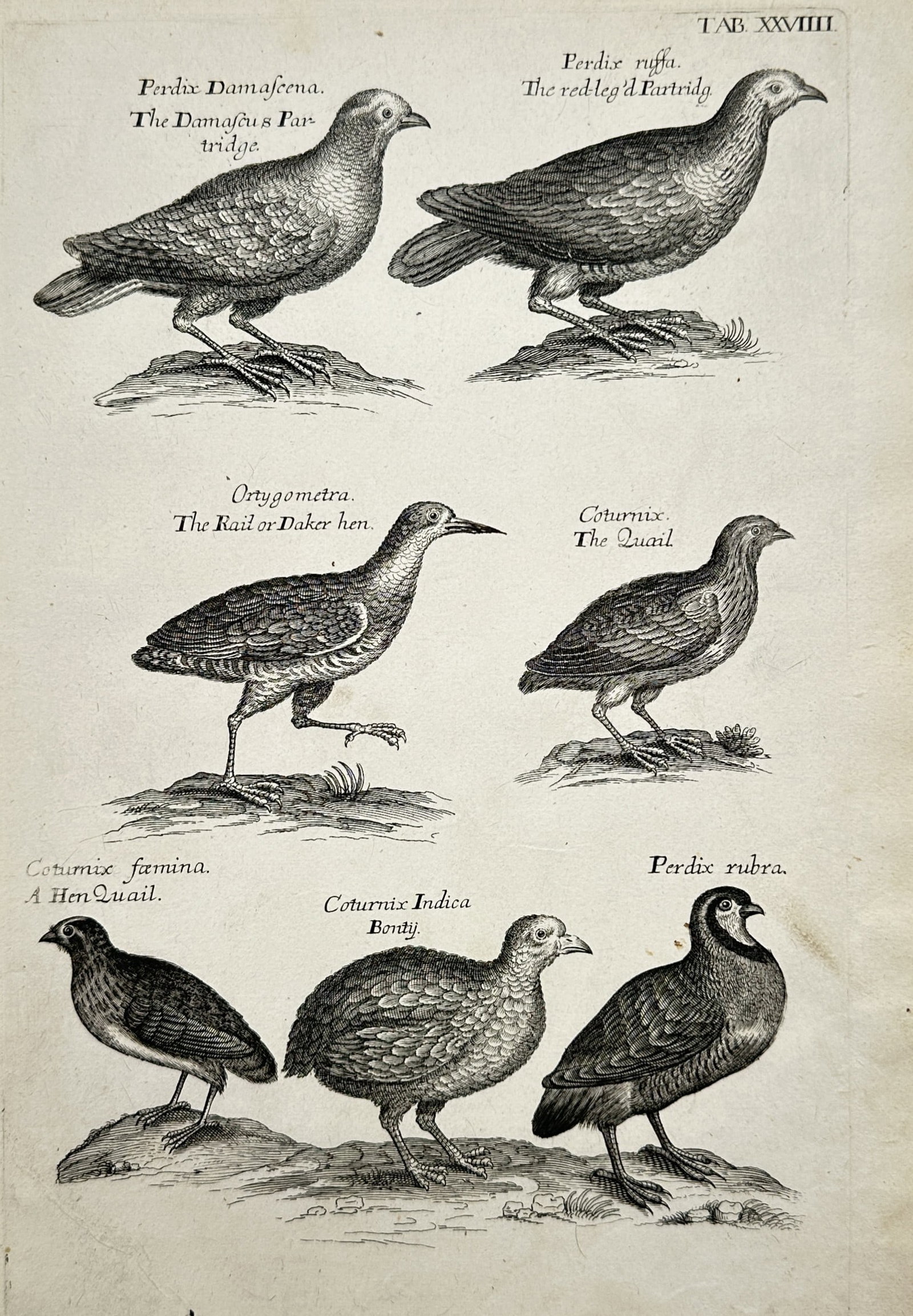Francis Willughby (1635–1672) – View of Partridges and Quails – Engraving (1678) (1 of 2)