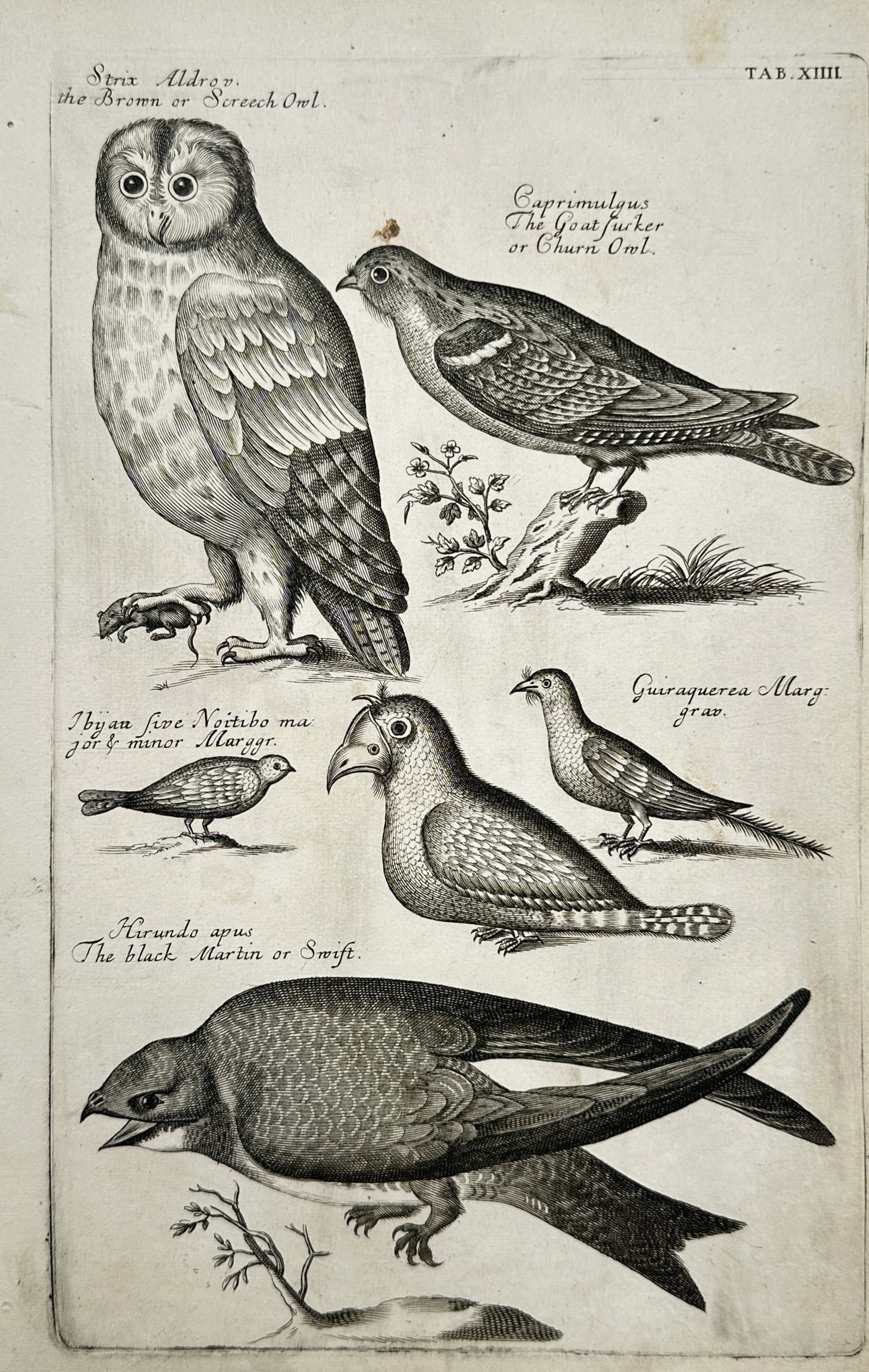 Francis Willughby (1635–1672) – View of Owls, Swifts, and Other Birds – Engraving (1678) (1 of 2)