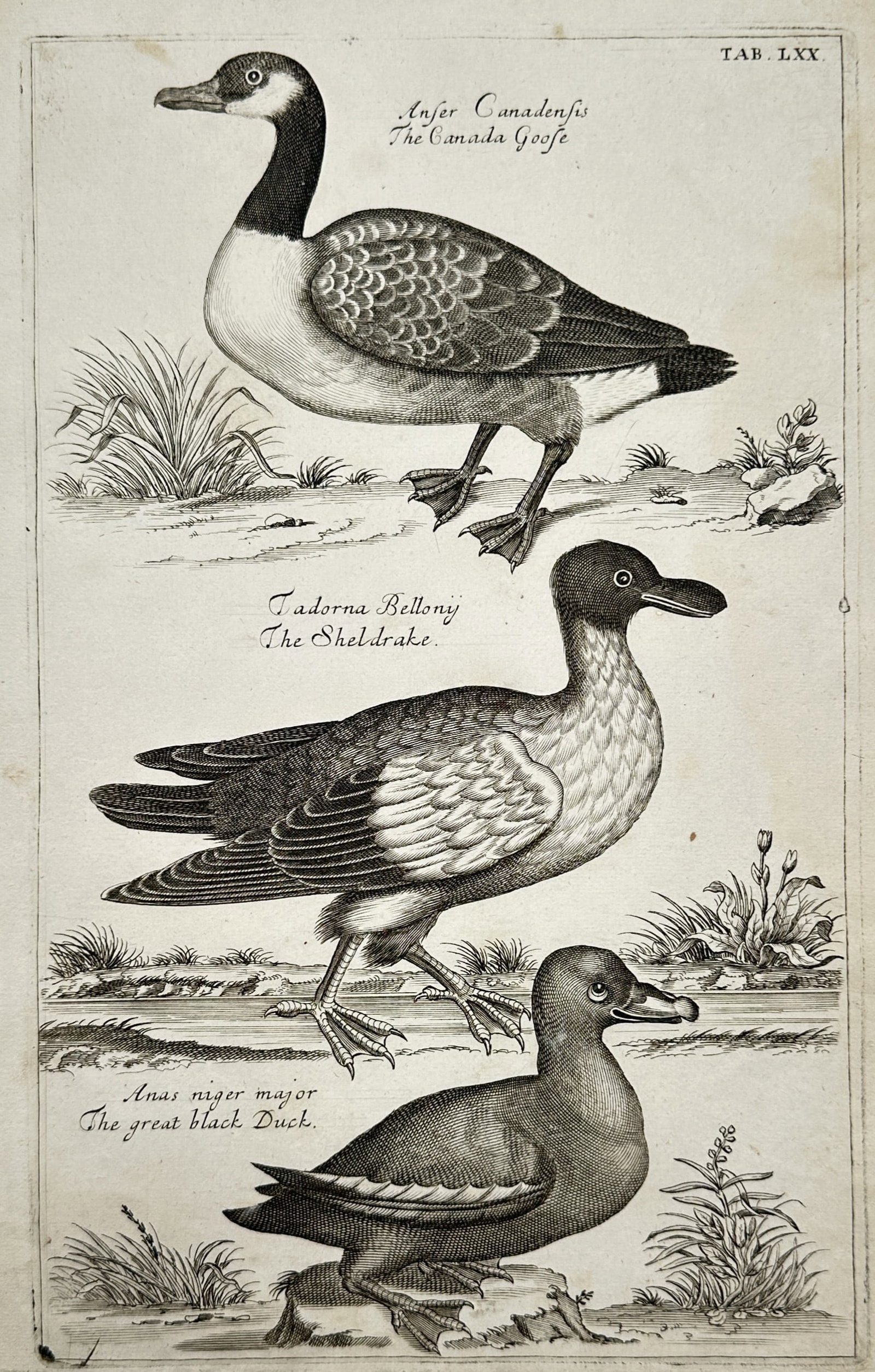 Francis Willughby (1635–1672) – View of Geese and Ducks – Engraving (1678) (1 of 2)