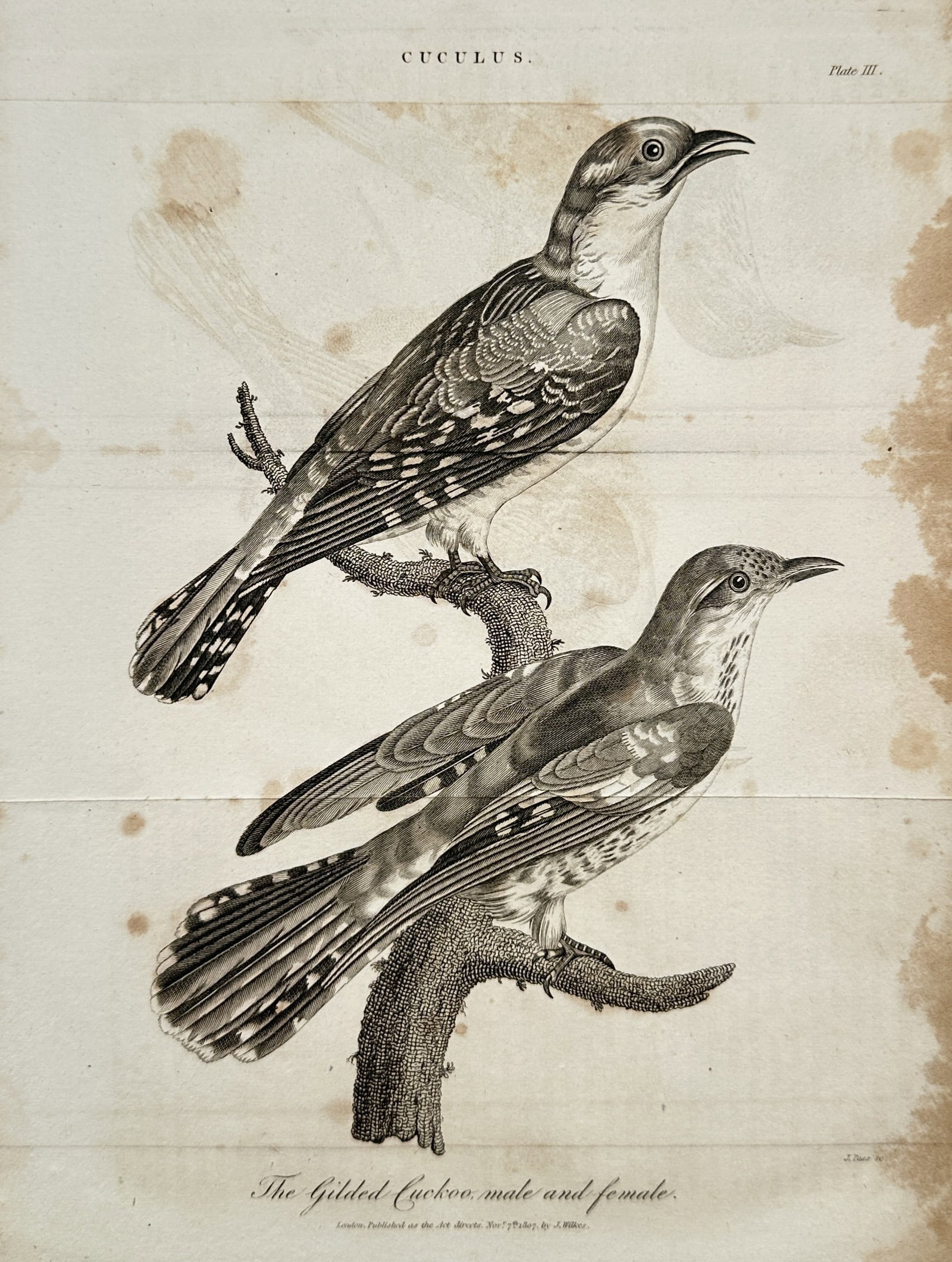 John Wilkes (1750–1810) – View of the Gilded Cuckoo – Engraving (1804) (1 of 2)