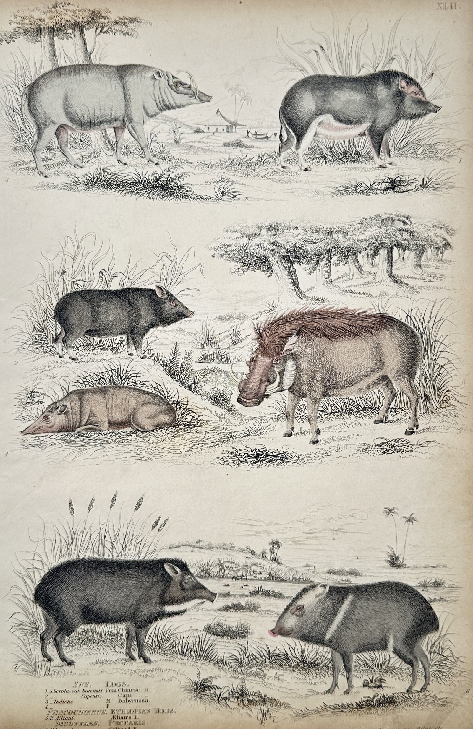Captain Thomas Brown (1785–1862) – View of Wild Boars, Babirusa, and Peccaries (1 of 2)