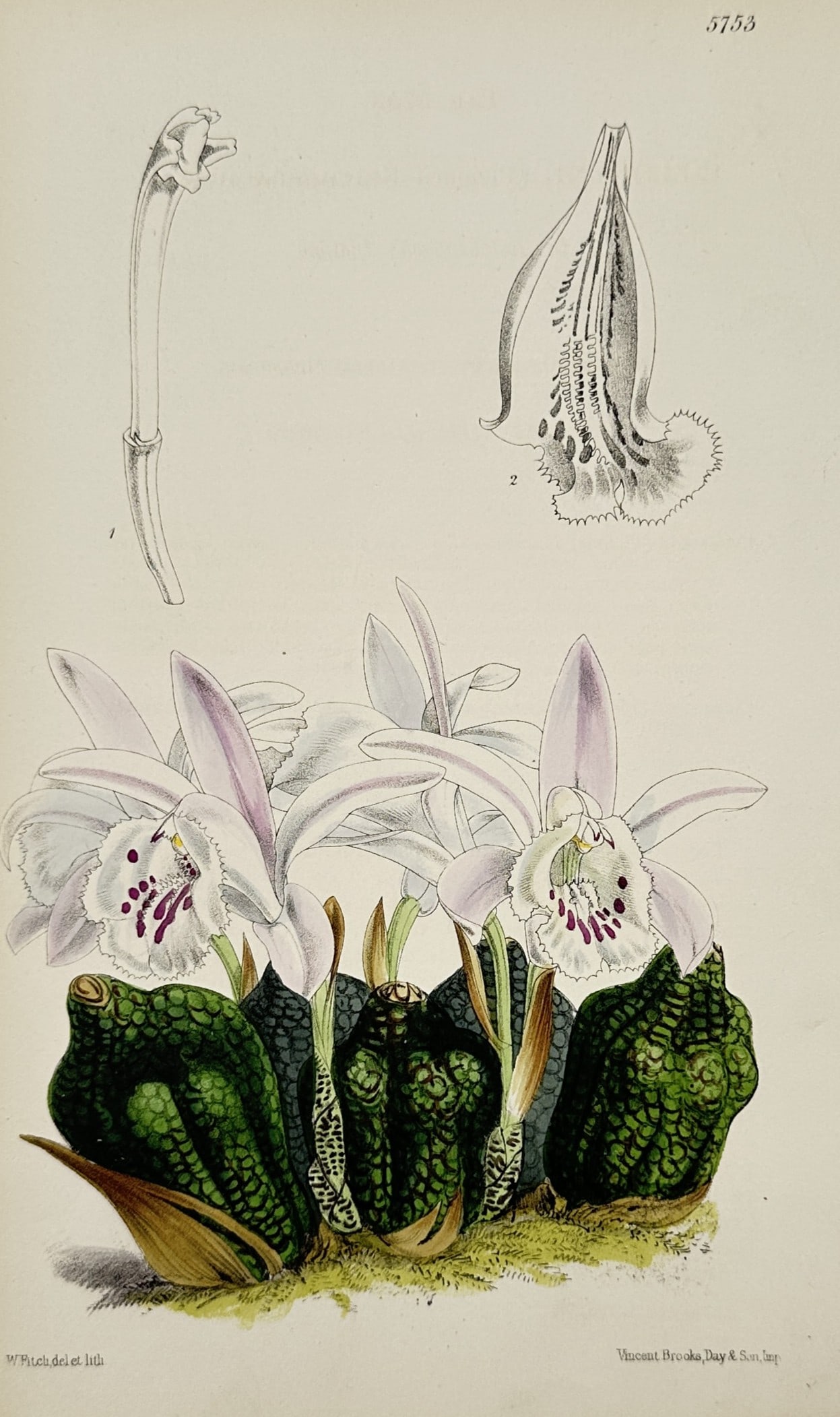 Walter Hood Fitch (1817–1892) – View of a Flowering Orchid Specimen – Hand-coloured Lithograph: "Plate 5755" This print features a botanical study displaying a highly detailed view of an exotic orchid species, showcasing pale lavender and white blossoms with heavily speckled magenta throats emer