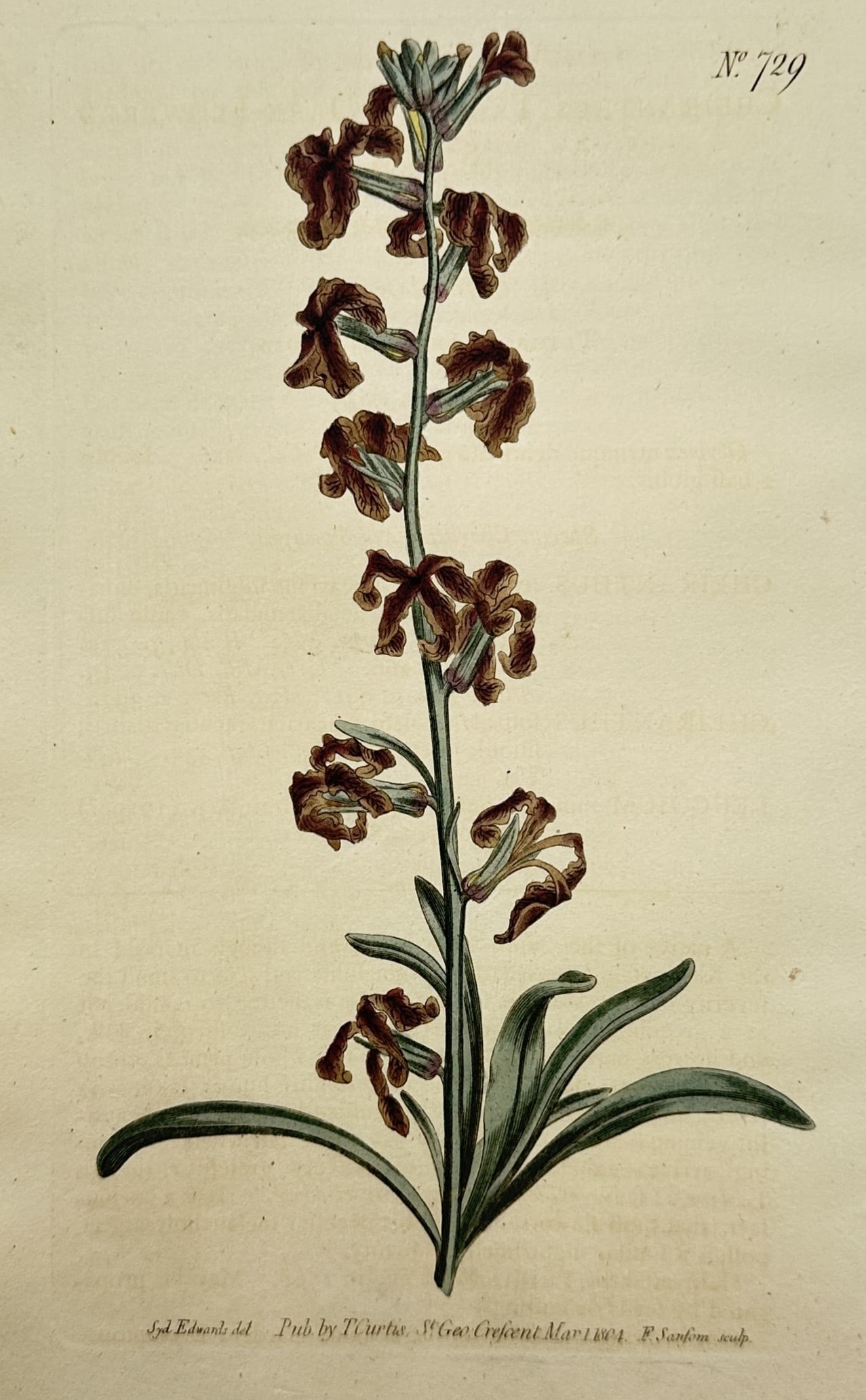 Thomas Curtis – View of a Flowering Plant Specimen – Hand-coloured Engraving (1803) (1 of 2)