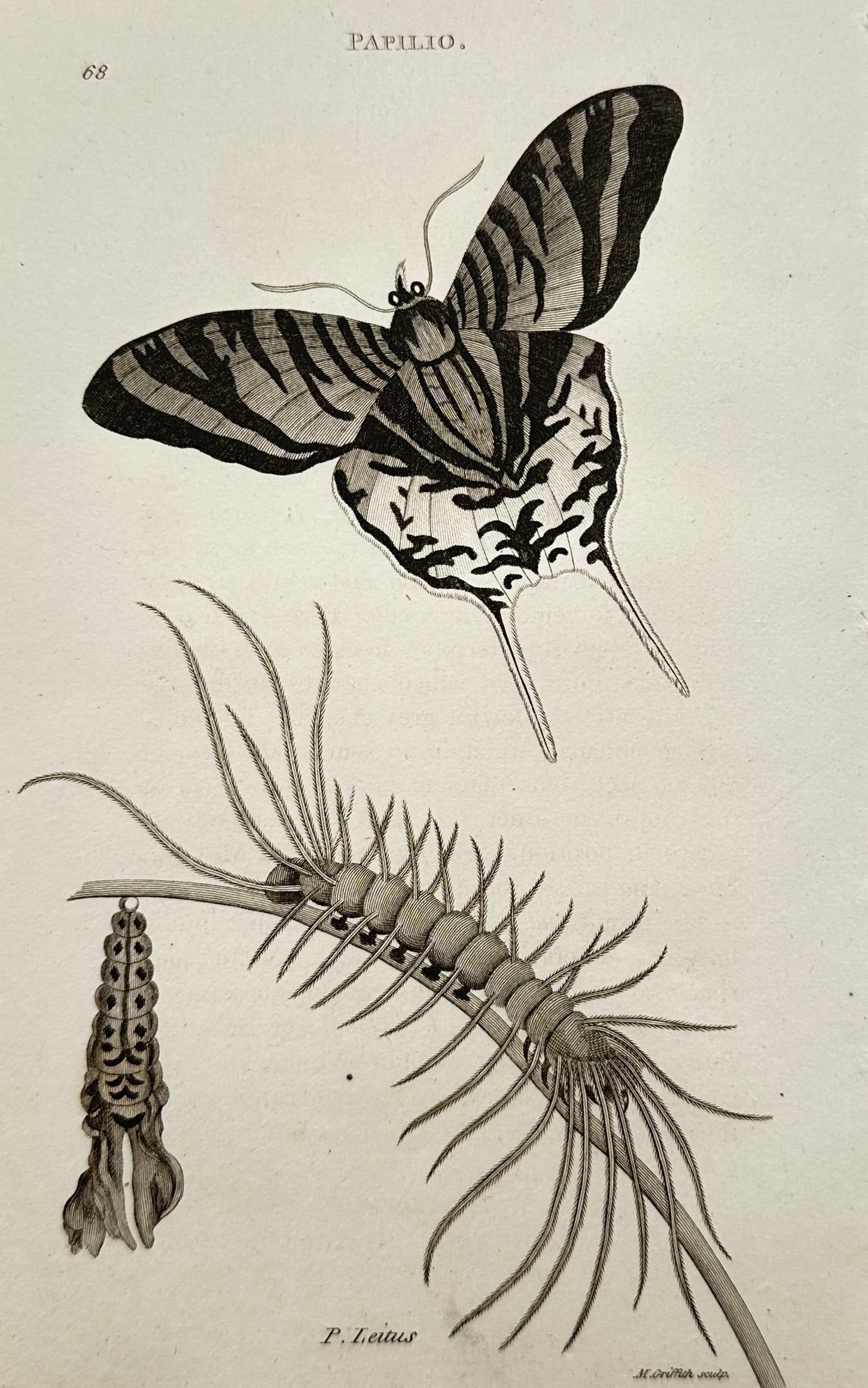 George Shaw (1751–1813) – View of a Butterfly and Caterpillar (Papilio Leilus) – Engraving (1 of 2)