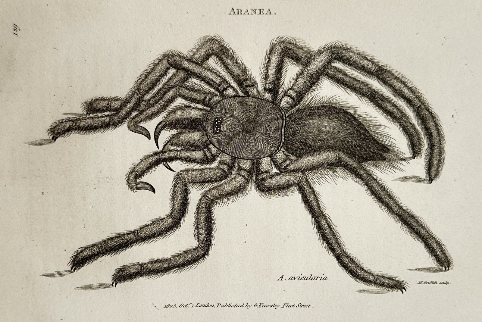 George Shaw (1751–1813) – View of a Tarantula Spider – Engraving (1805) (1 of 2)