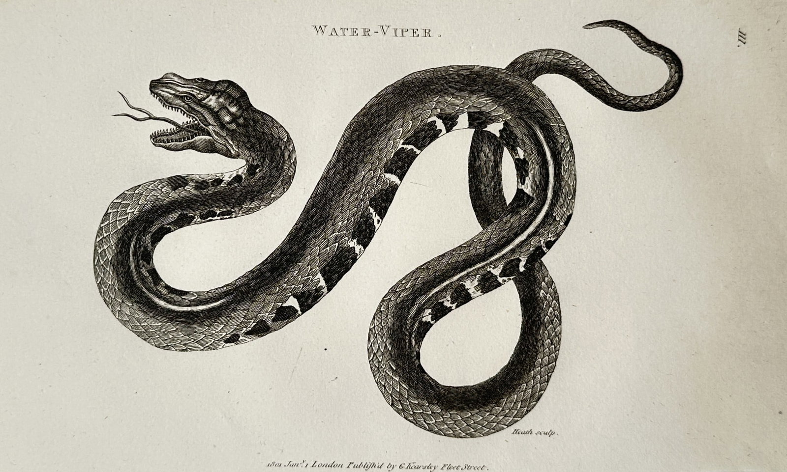 George Shaw (1751–1813) – View of a Water Viper Snake – Engraving (1802) (1 of 2)