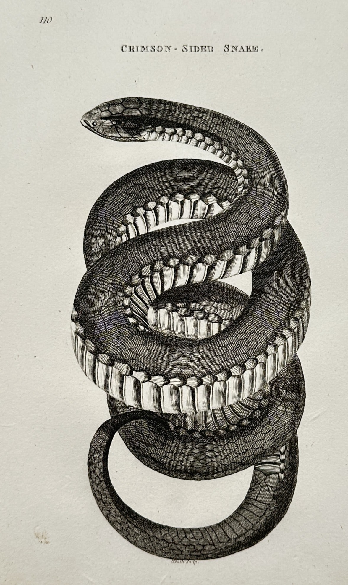 George Shaw (1751–1813) – View of a Crimson-sided Snake – Engraving (1802) (1 of 2)