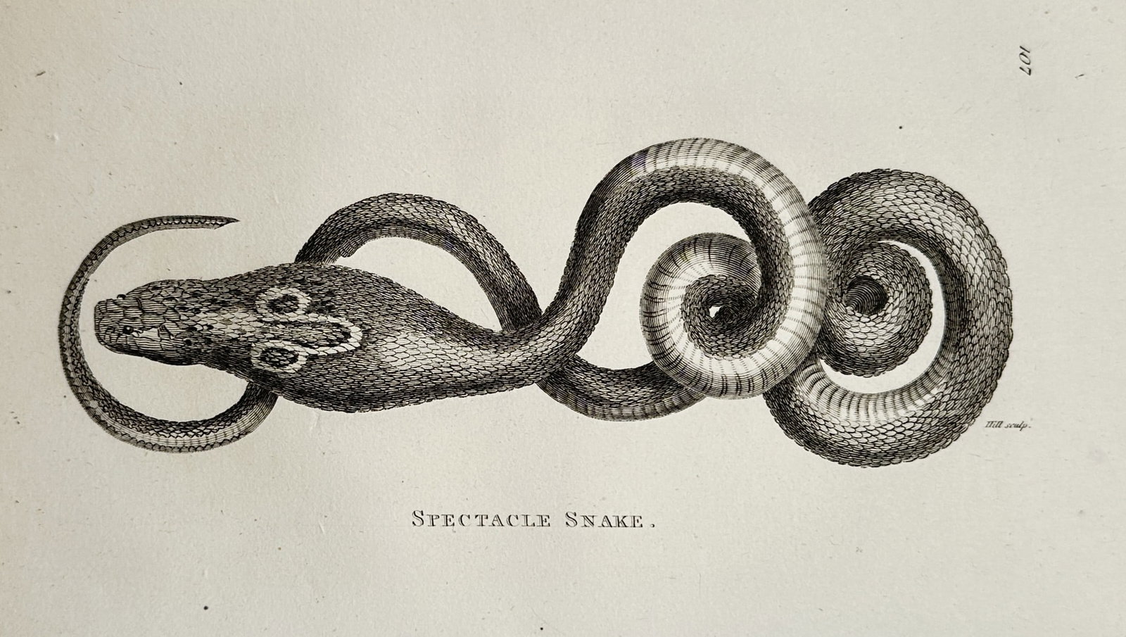 George Shaw (1751–1813) – View of a Spectacle Snake – Engraving (1802) (1 of 2)