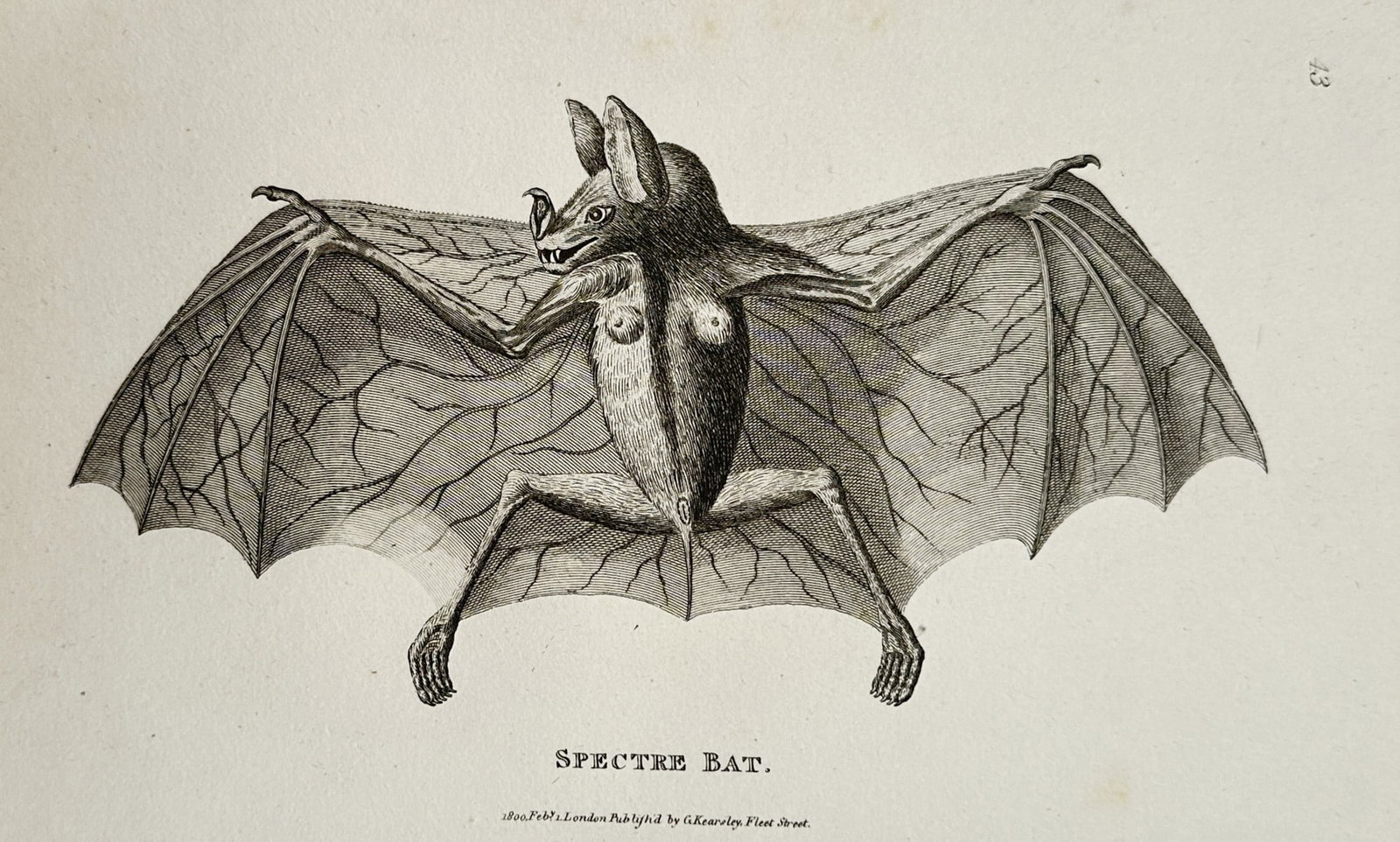 George Shaw (1751–1813) – View of a Spectre Bat – Engraving (1800): "Spectre Bat" This print features a zoological study displaying a detailed view of a spectre bat, showcasing its wide, fully extended webbed wings with intricate vein patterns, large pointed ears, sha