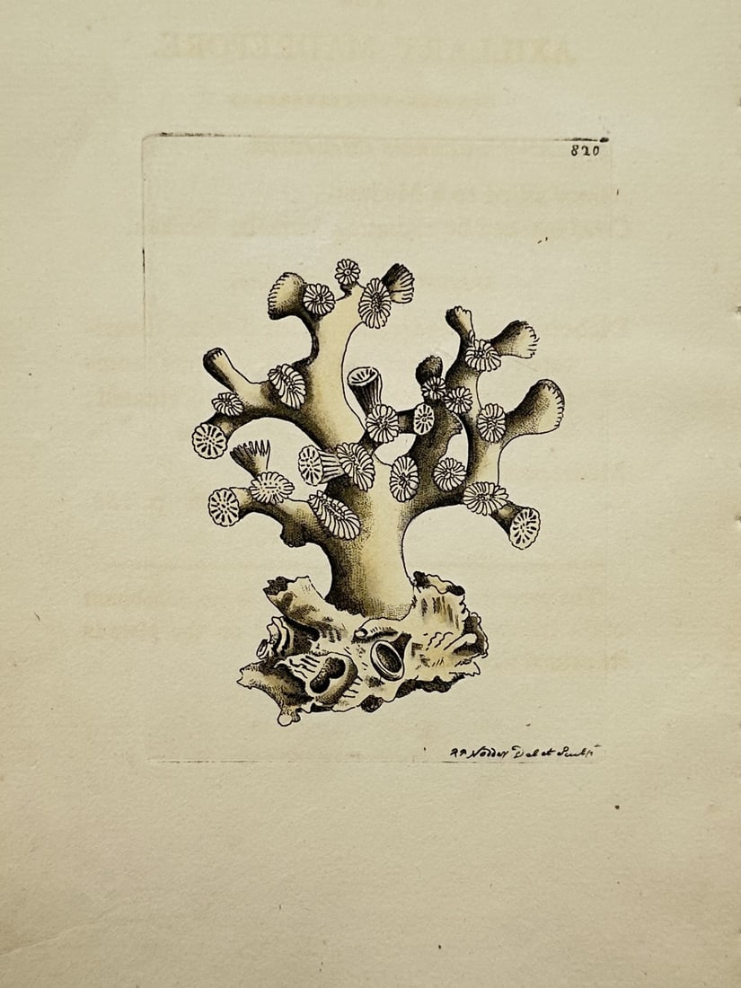 Richard Polydore Nodder – View of a Branched Coral Specimen – Hand-coloured Engraving (1 of 2)