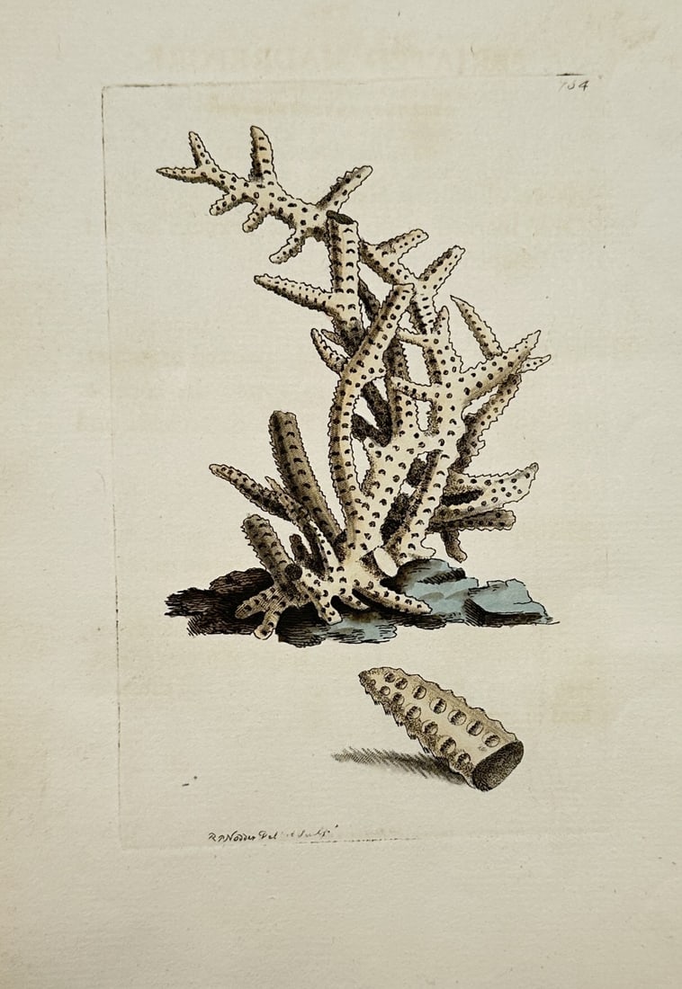 Richard Polydore Nodder – View of a Spiky Coral Specimen – Hand-coloured Engraving (1 of 2)
