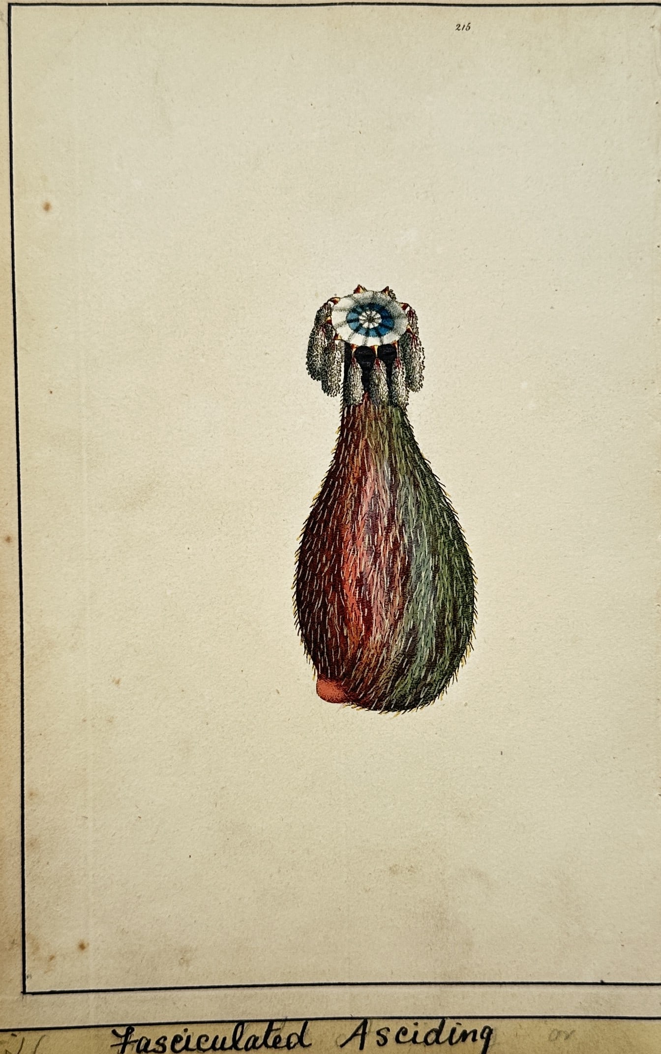 Frederick Polydore Nodder – View of a Marine Ascidian Specimen – Hand-coloured Engraving (1791) (1 of 2)
