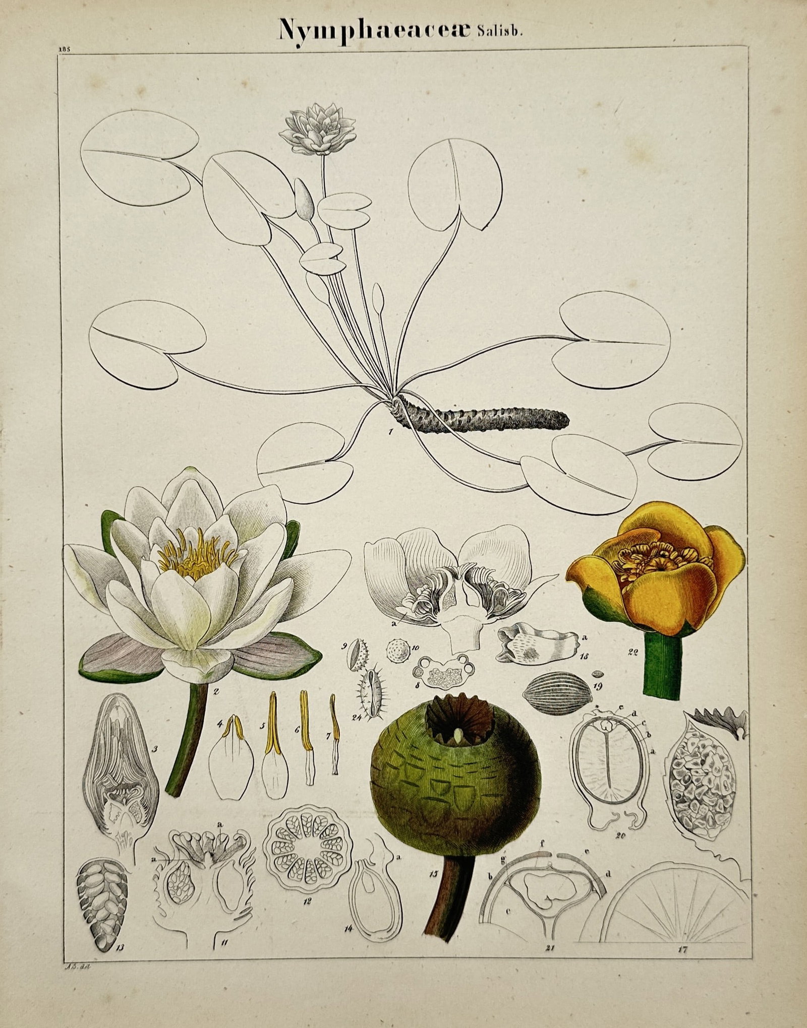 Adalbert Schnizlein – View of a Botanical Study of Water Lilies – Hand-coloured Lithograph (1 of 2)